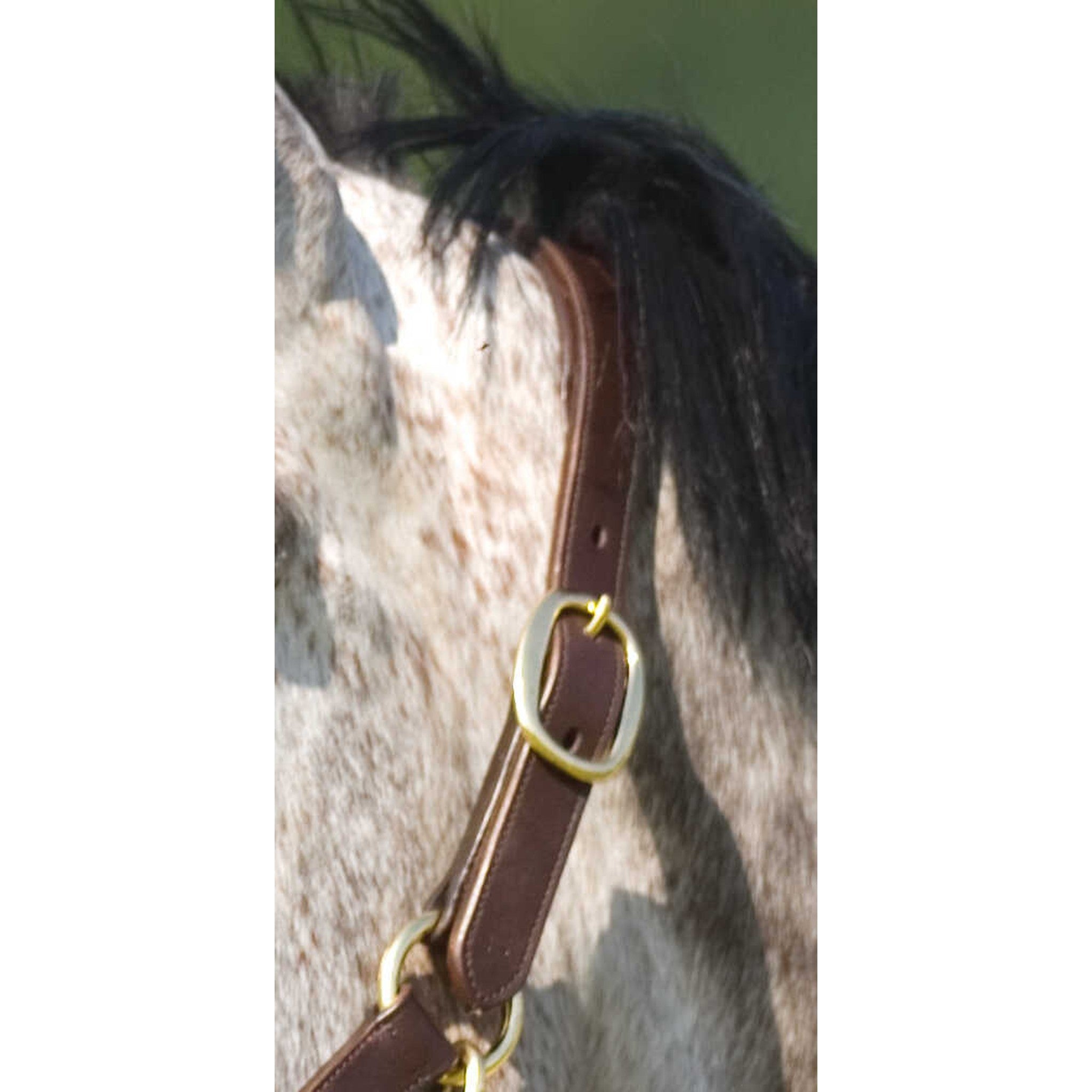 Headcollar with double ajustment Norton Club Havana 510227318