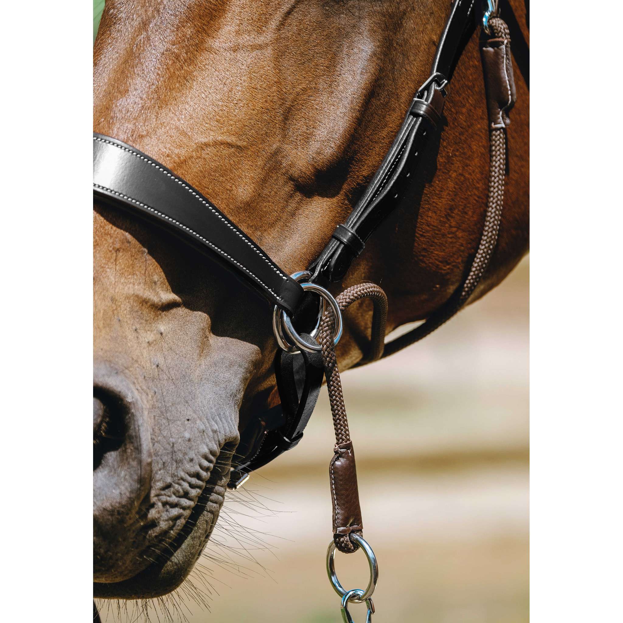 Norton Bitless Bridle Black 301803302
