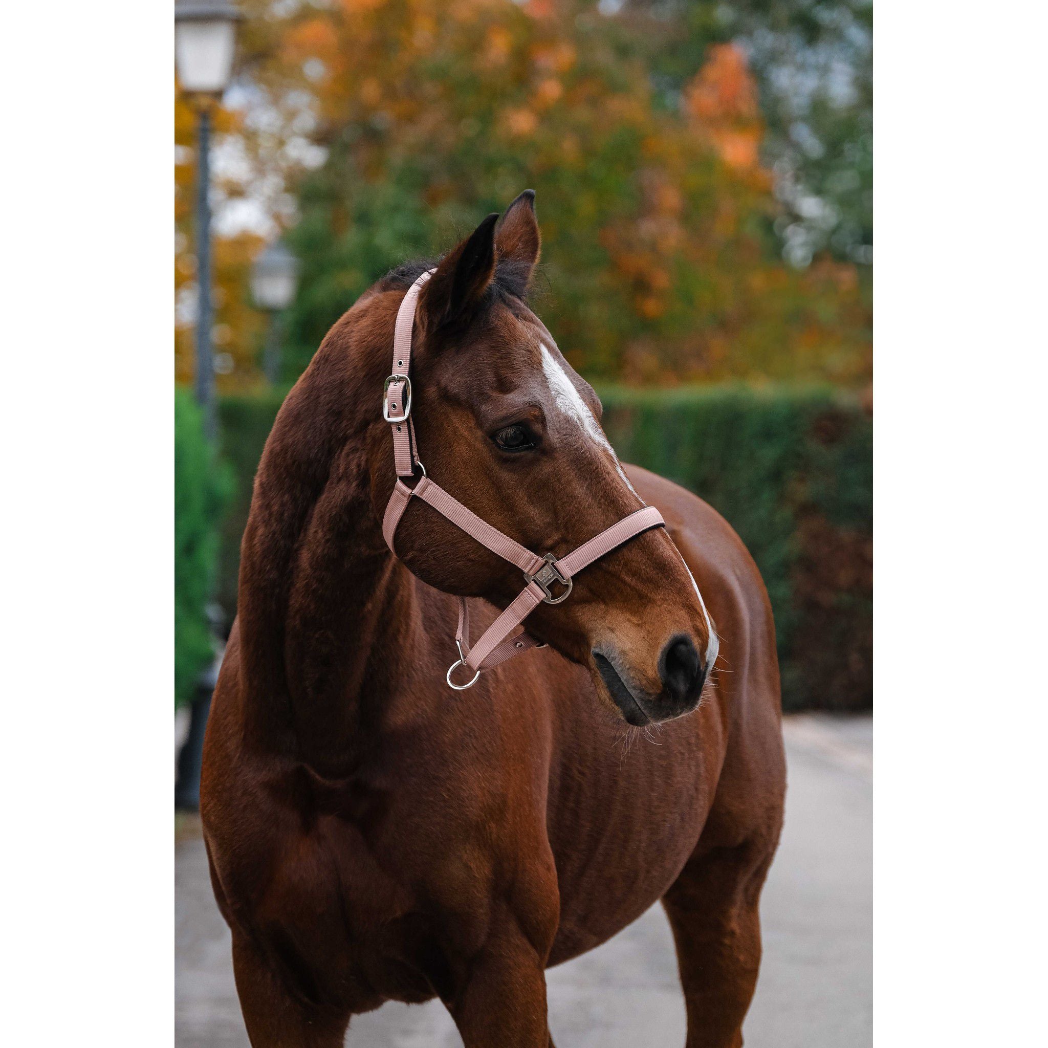 EQUITHÈME Spring Halter Antique pink 510257130