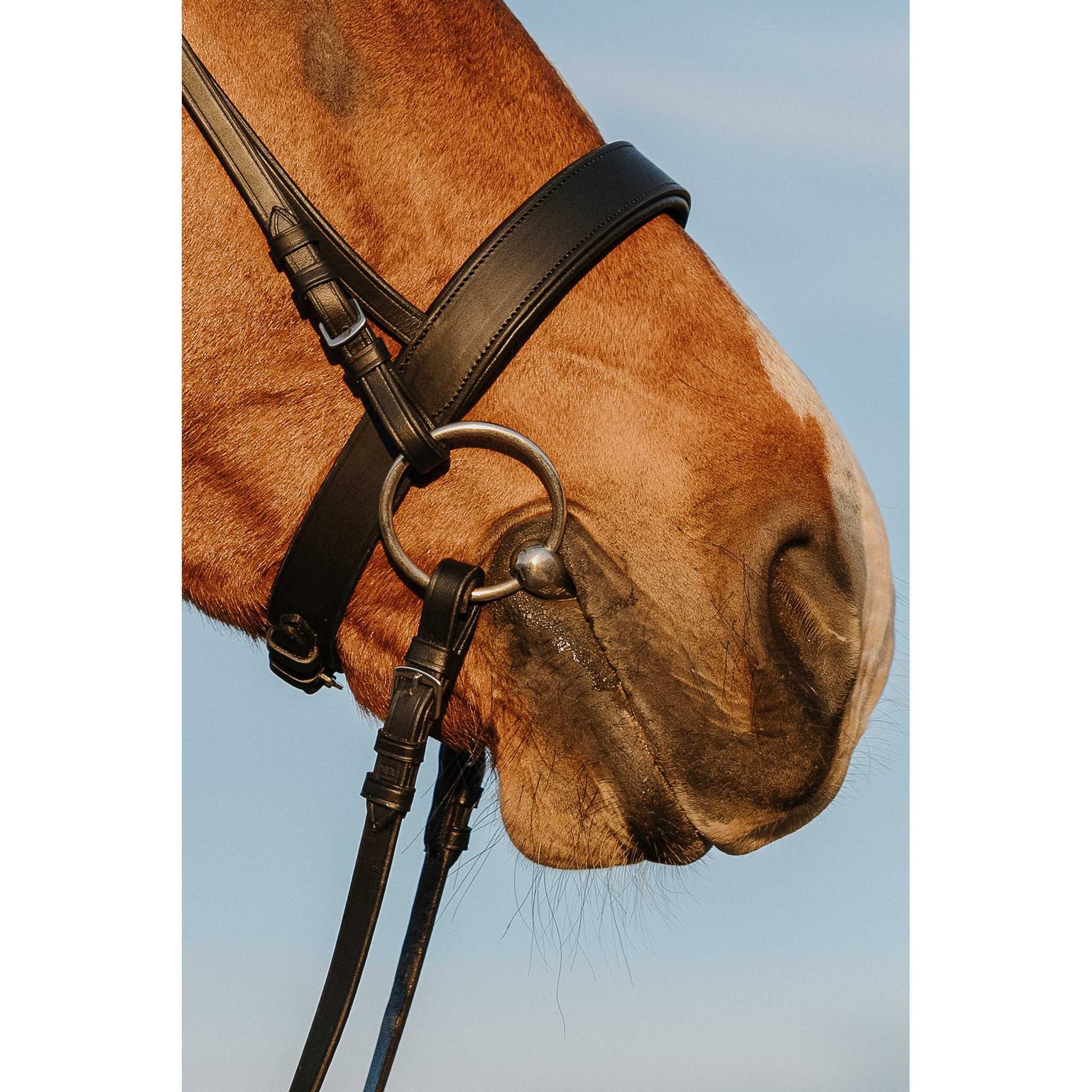 Riding World Wide noseband bridle Black 301006302