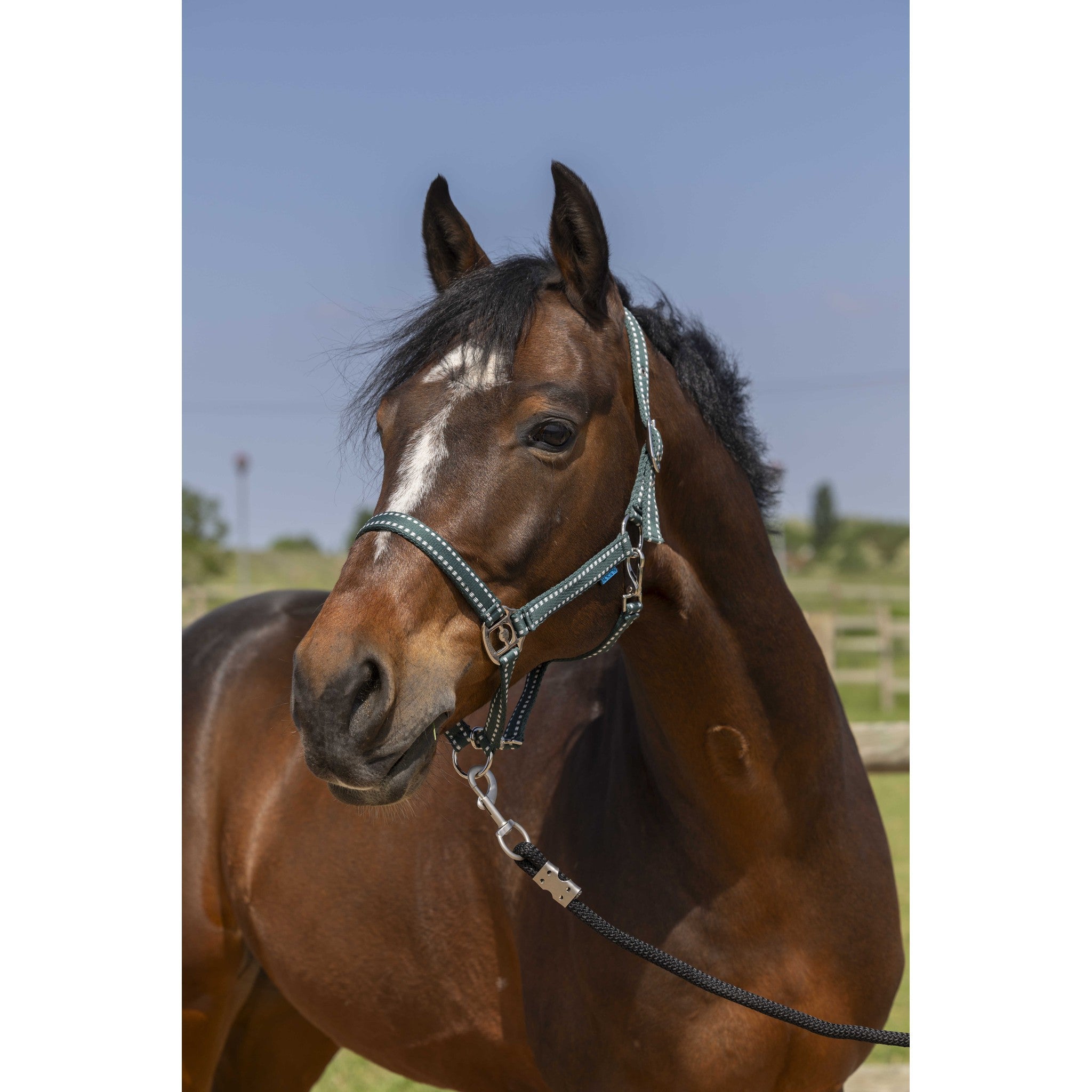 Norton Grooming Halter Dark green 510245309