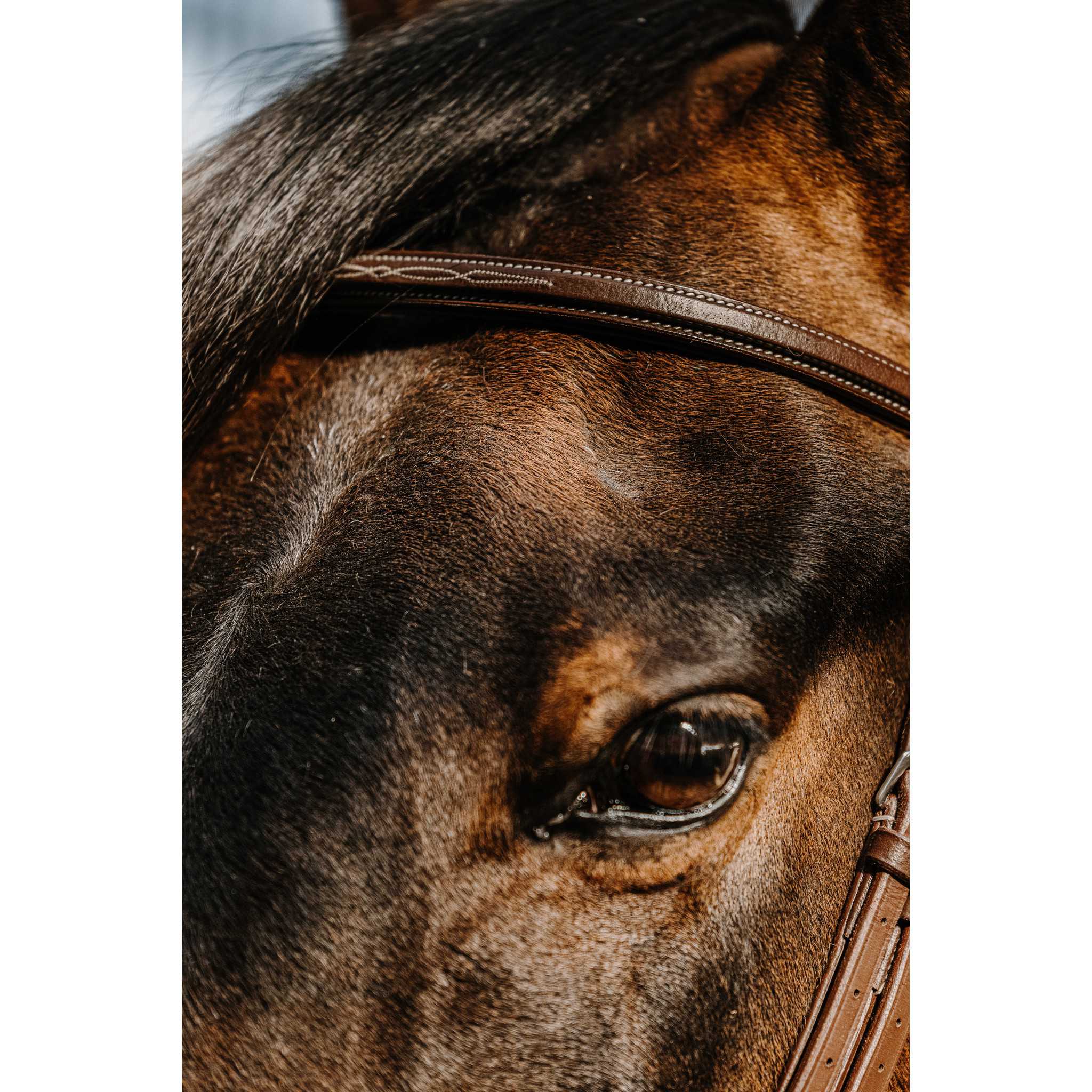 NORTON Hunter Bridle Havana 301819318