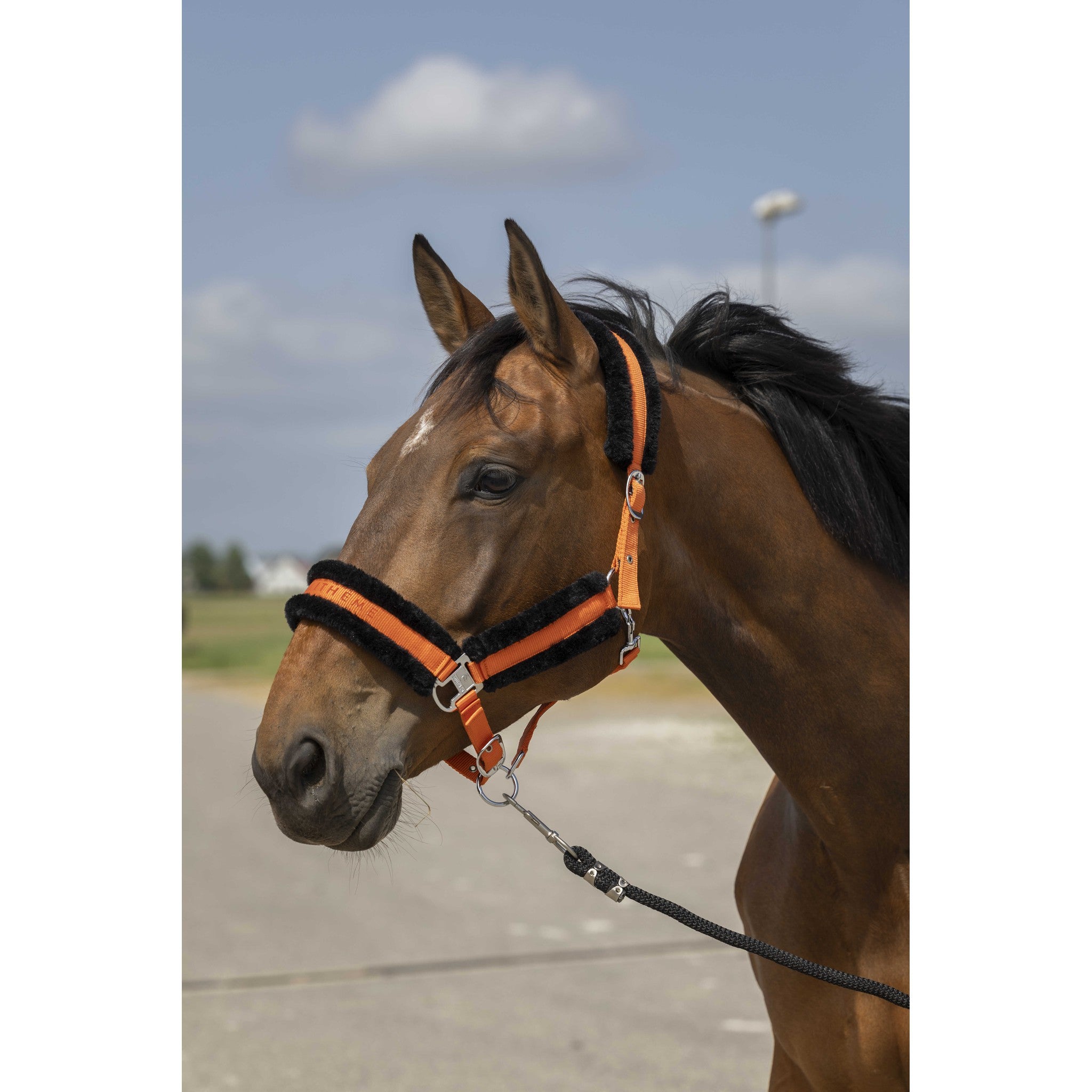 EQUITHÈME Mouton Halter Orange/black 510253322