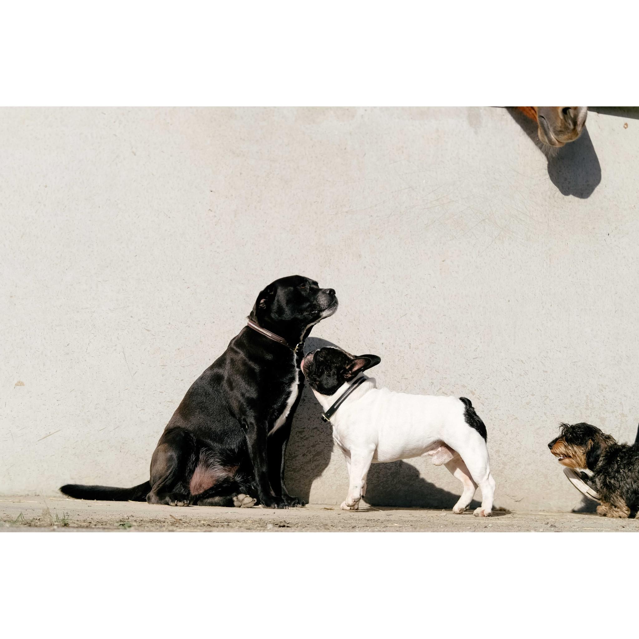 EQUITHÈME Max Collar + Leash Set chestnut brown 409050450