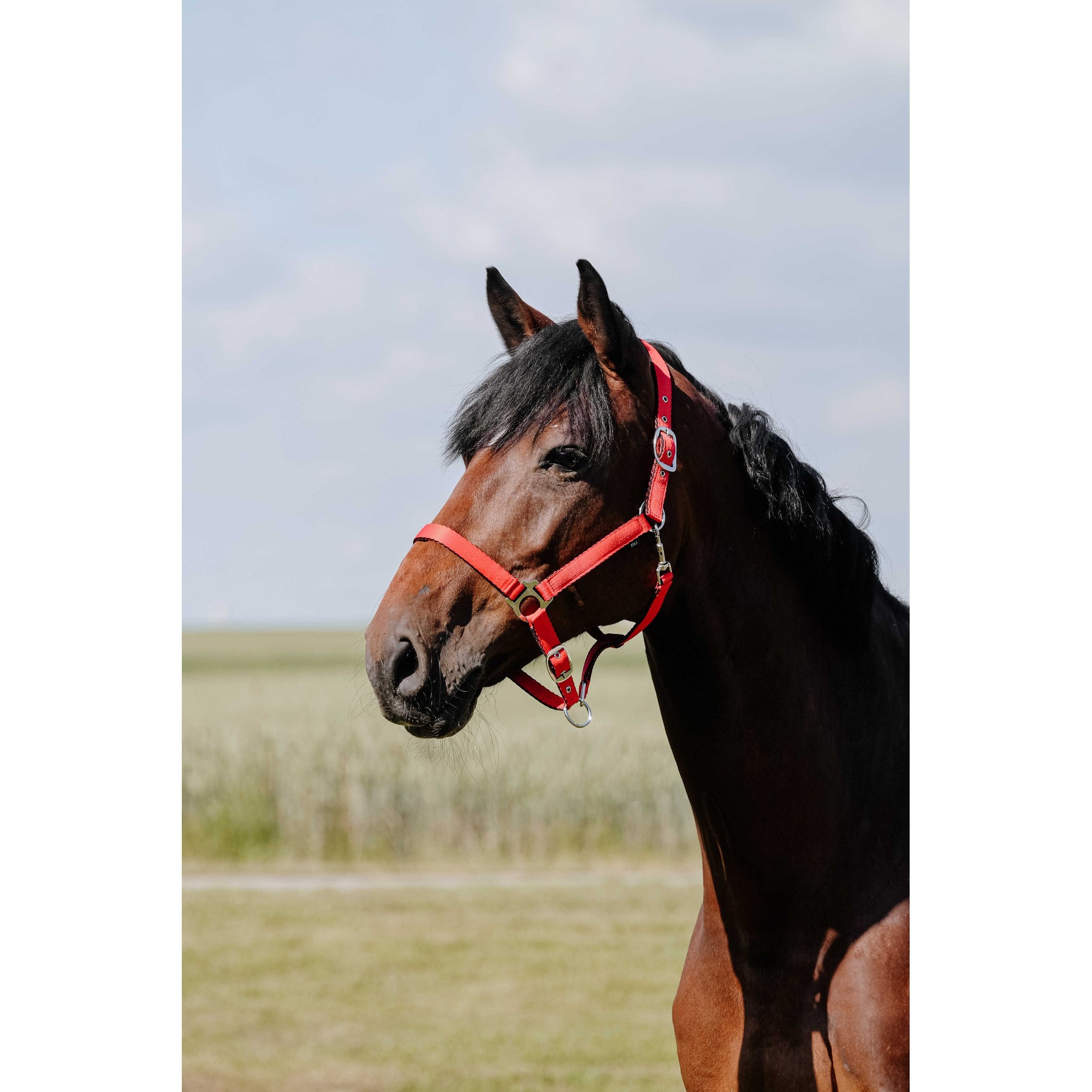 Riding World Cushion Halter Red 510258303
