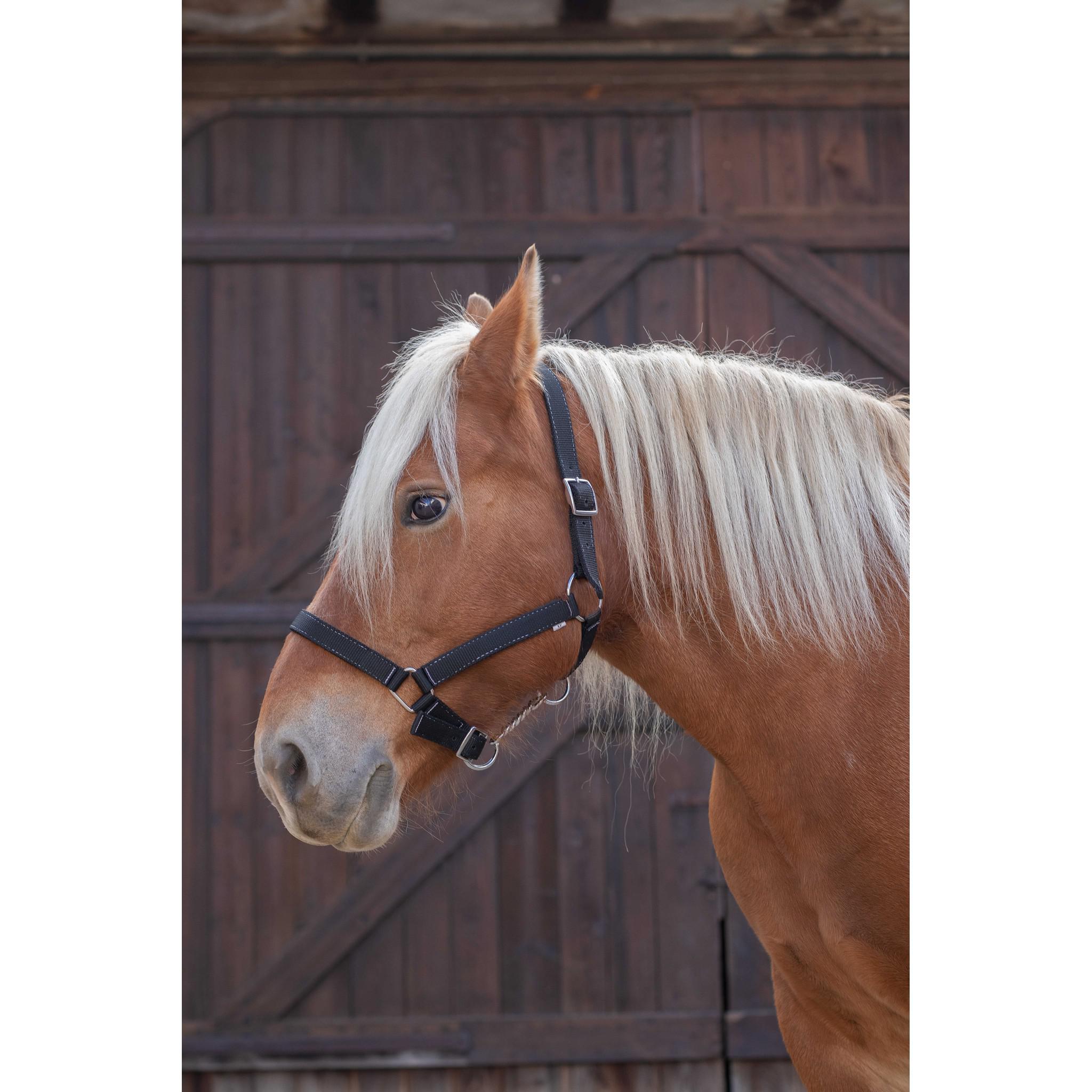 Norton Pro Draught Horse Halter Black 510194002