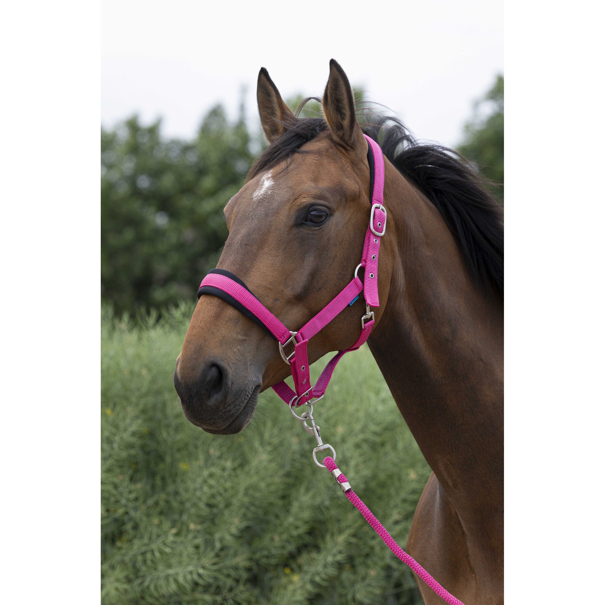 Norton Large Halter + lead rope Raspberry 510249335
