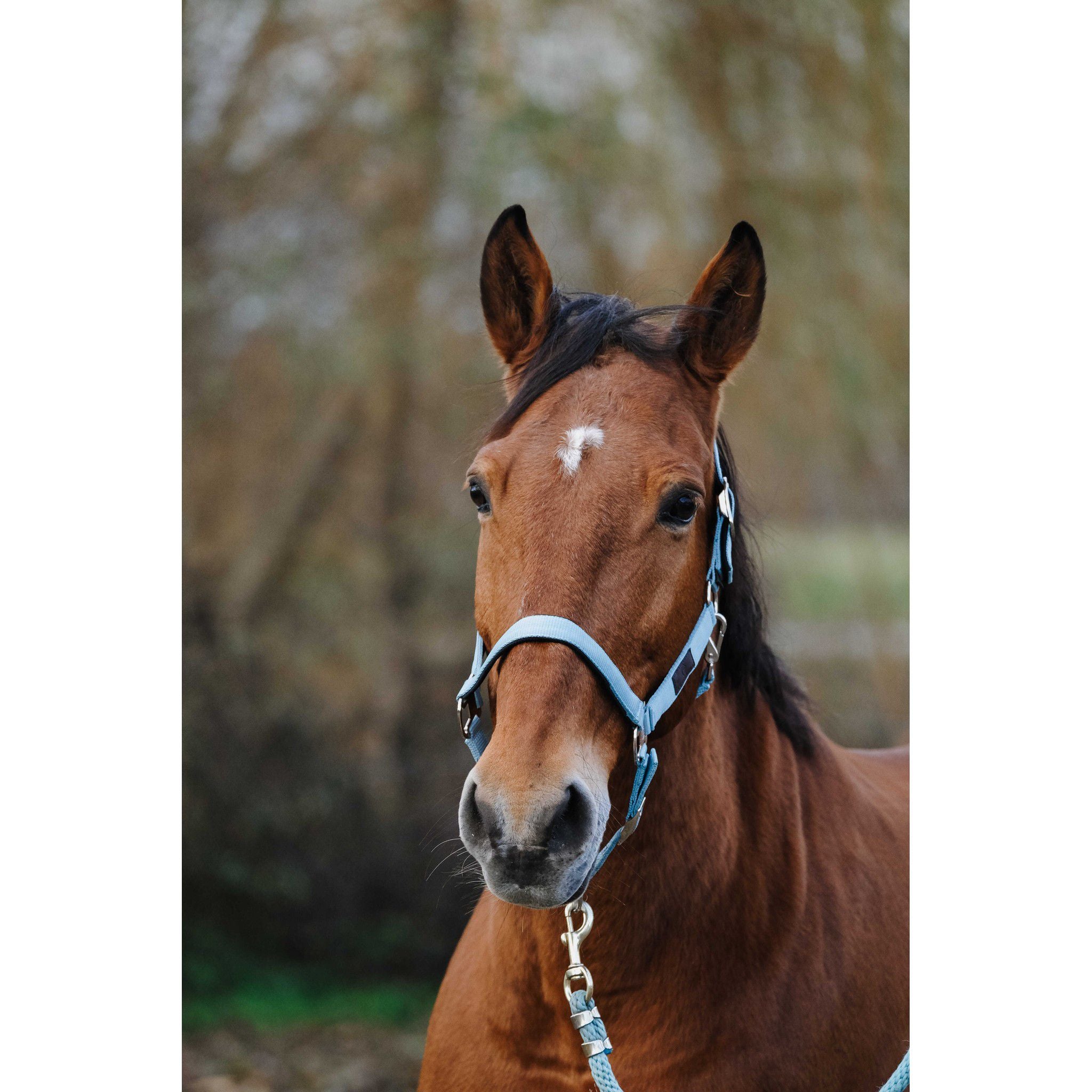 EQUITHÈME Spring Halter Turquoise 510257017