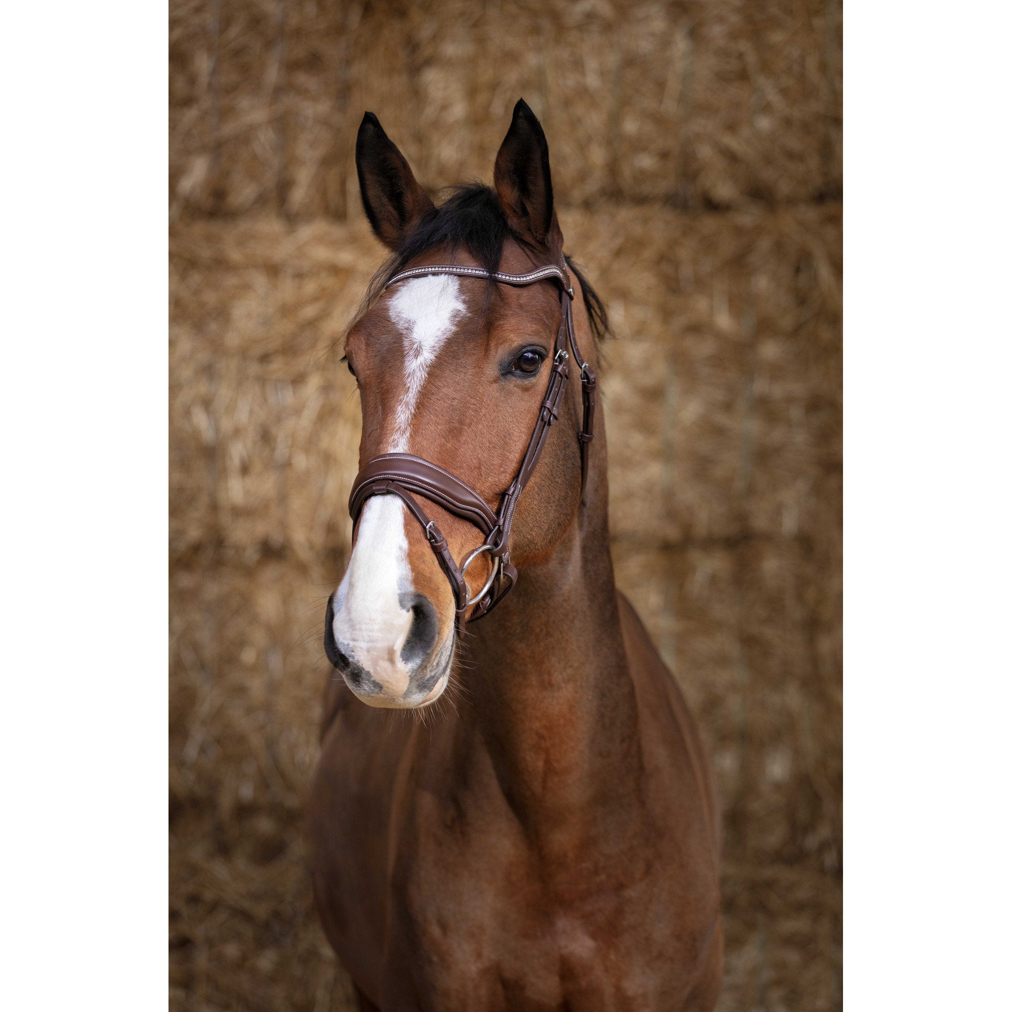 Norton Pro Miss Bridle Havana 301872318