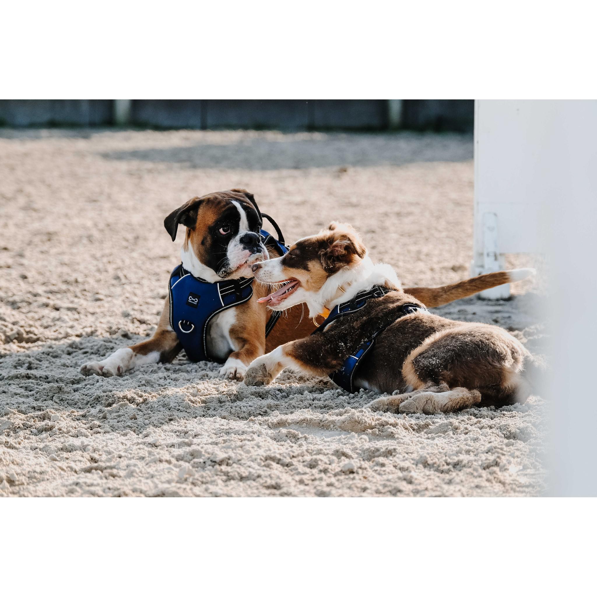 Riding World Simba Dog Harness Navy blue 409059002