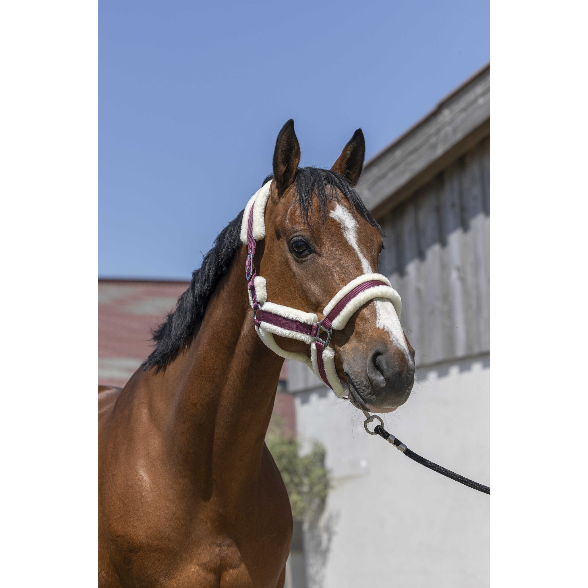 Norton Cosy Halter Burgundy 510243333