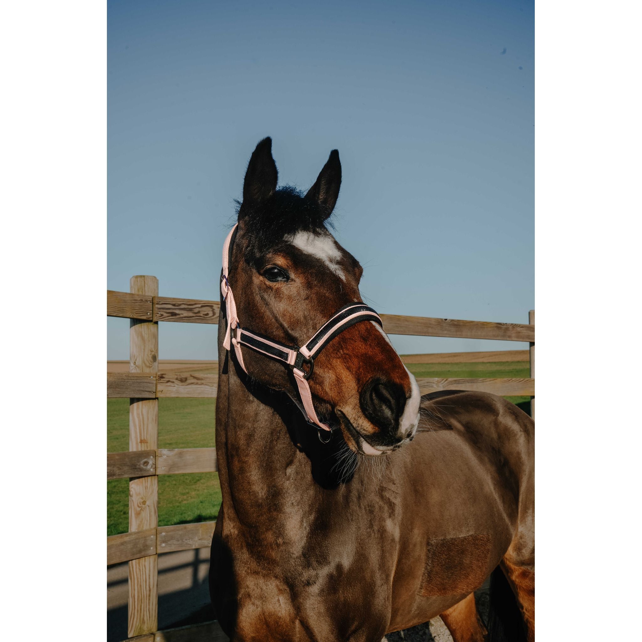 EQUITHÈME Strass Halter Pink - 510250313_ambi_2