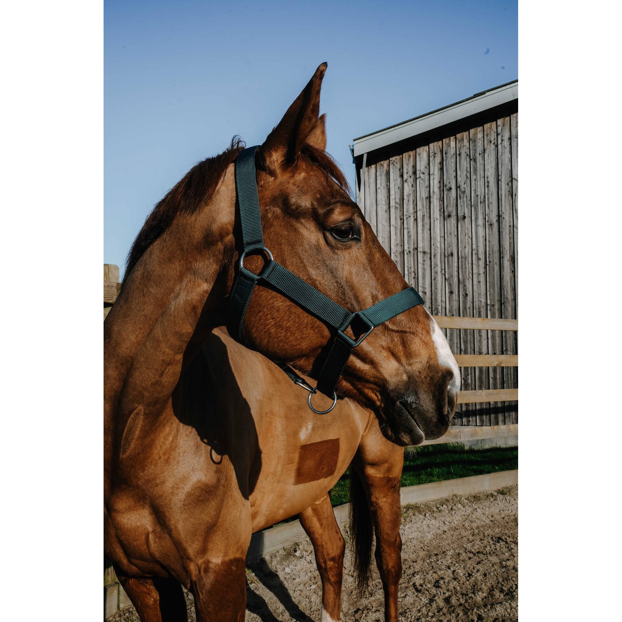 NORTON Halter - Extra Dark green - 510342309_ambi_1