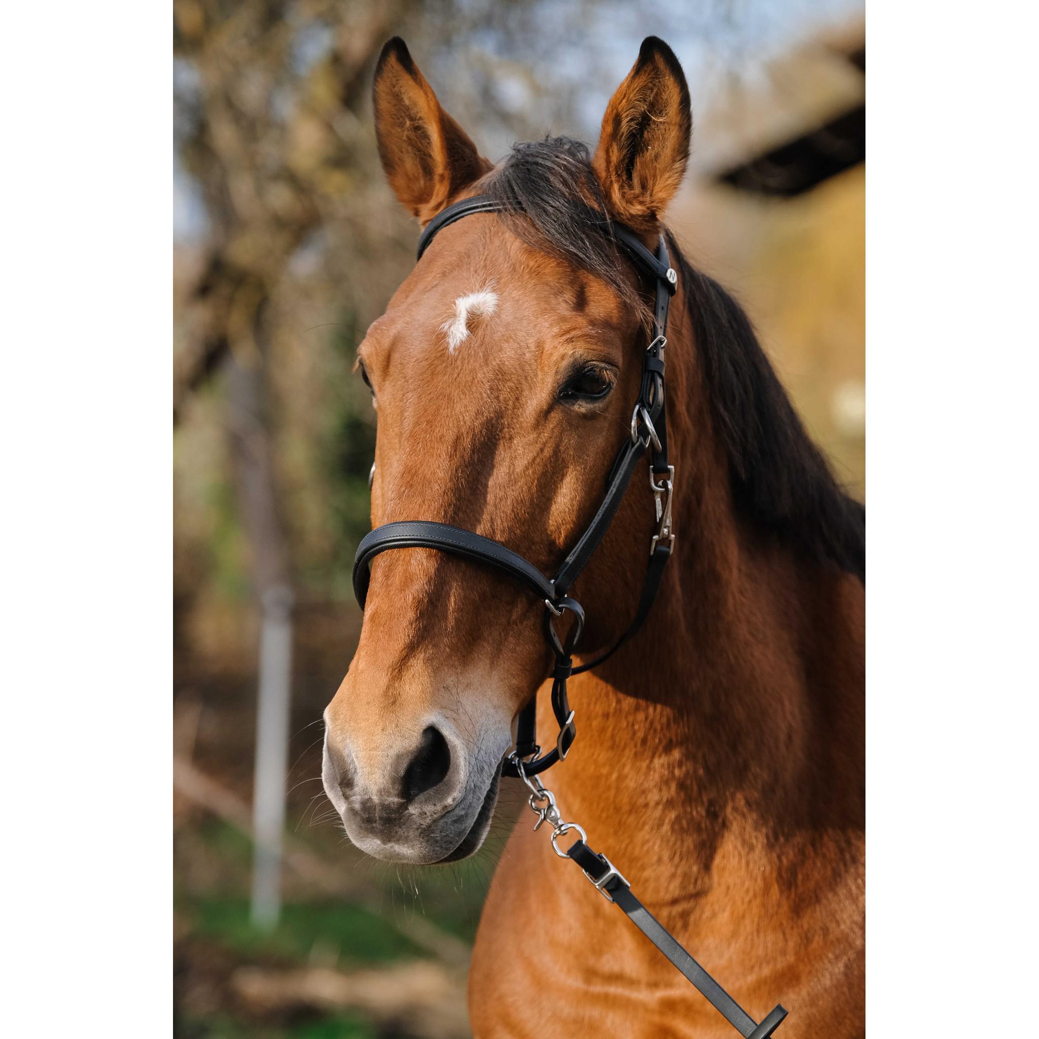 Norton Training Bridle/Halter Black 301927302