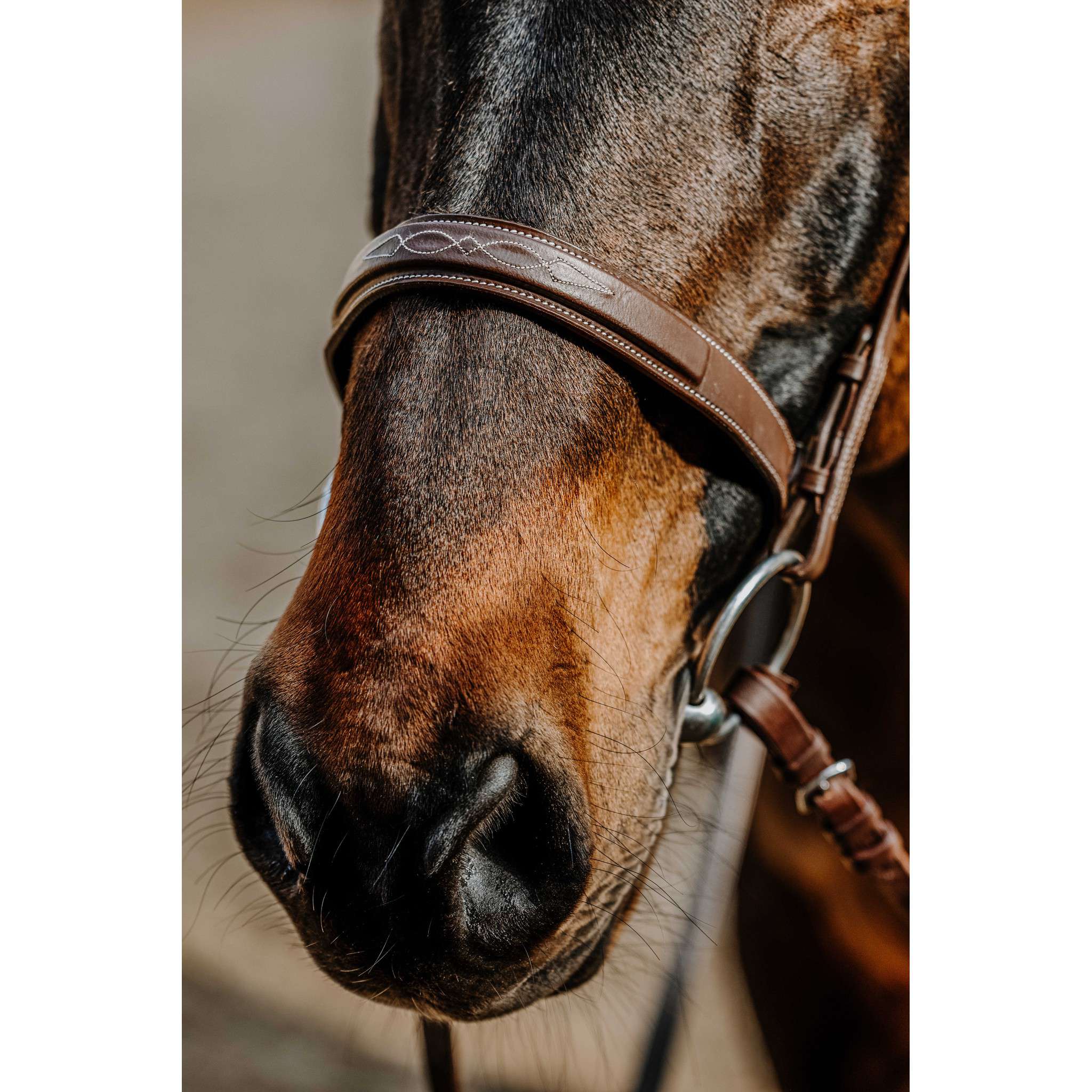 NORTON Hunter Bridle Havana 301819318