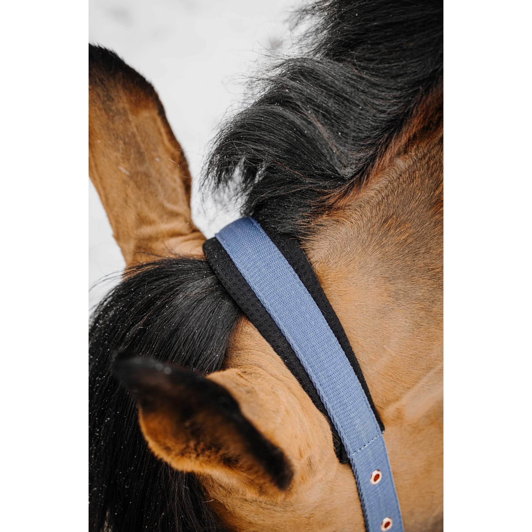 EQUITHEME COCO Halter and Lead Set Blue - 510205319_ambi_1