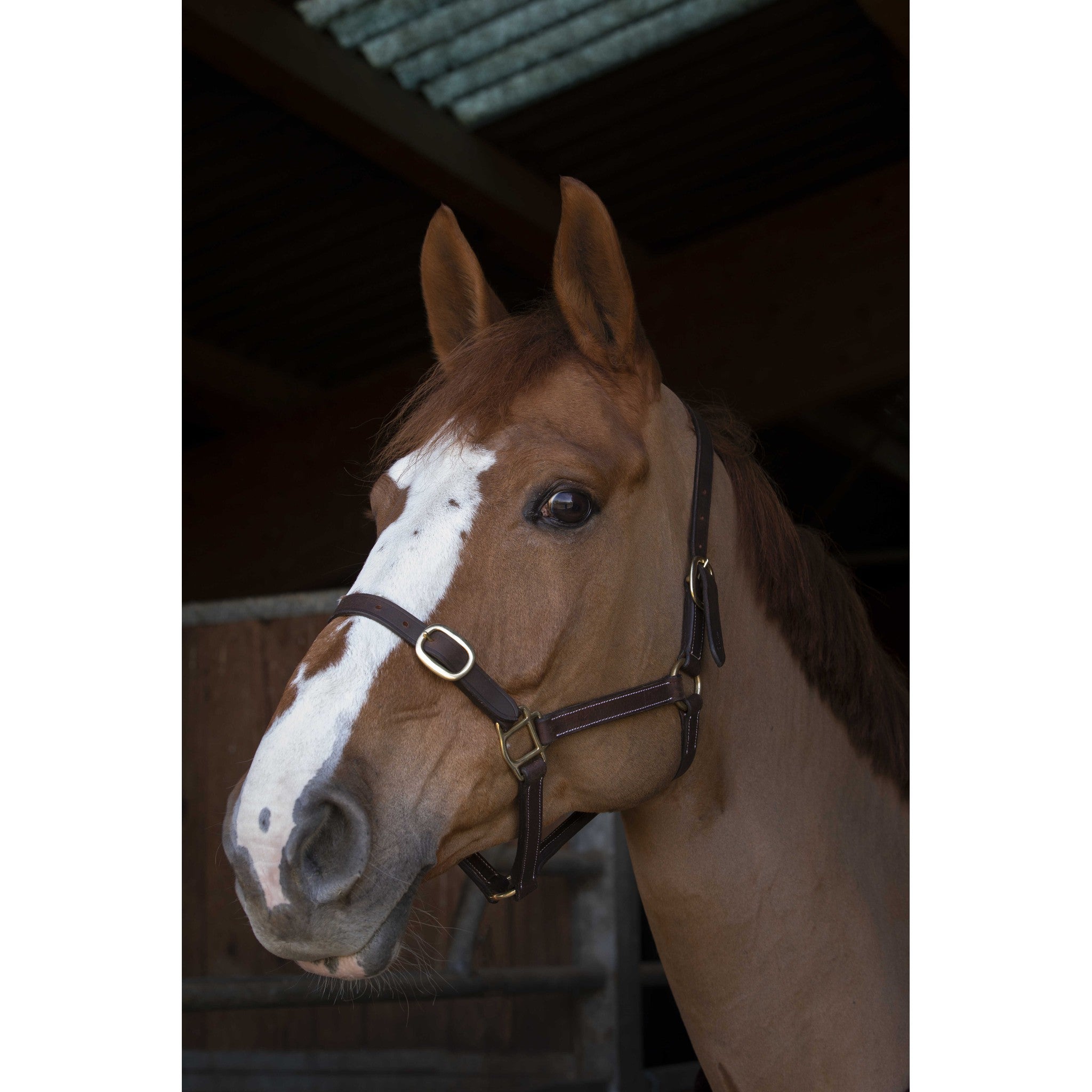 Norton Club Leather halter Havana 510307184