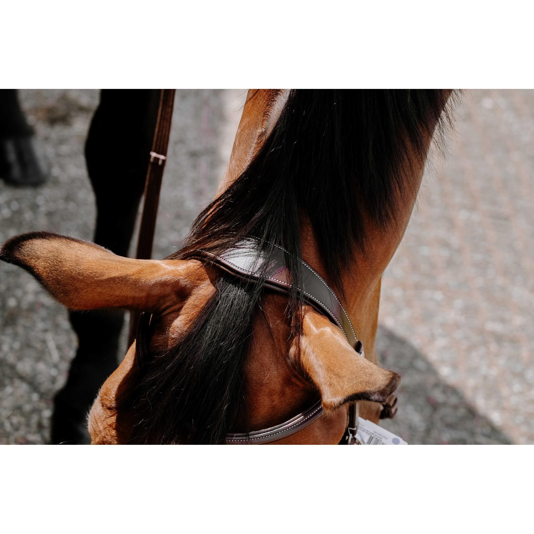 Norton Bitless Bridle Havana 301803318