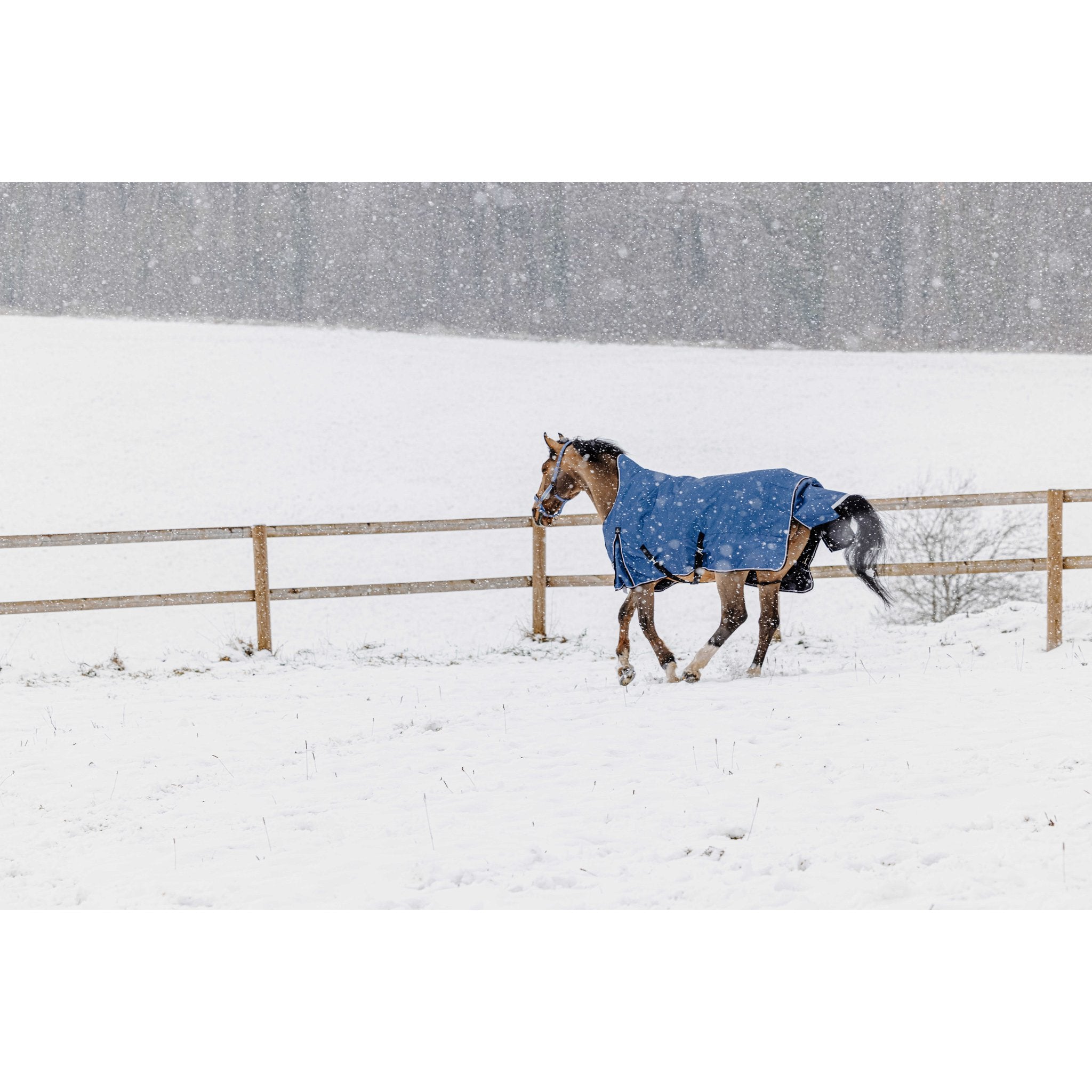 EQUITHÈME TYREX 1200D High Neck Horse Blanket Cobalt Blue - 400600470_ambi_8