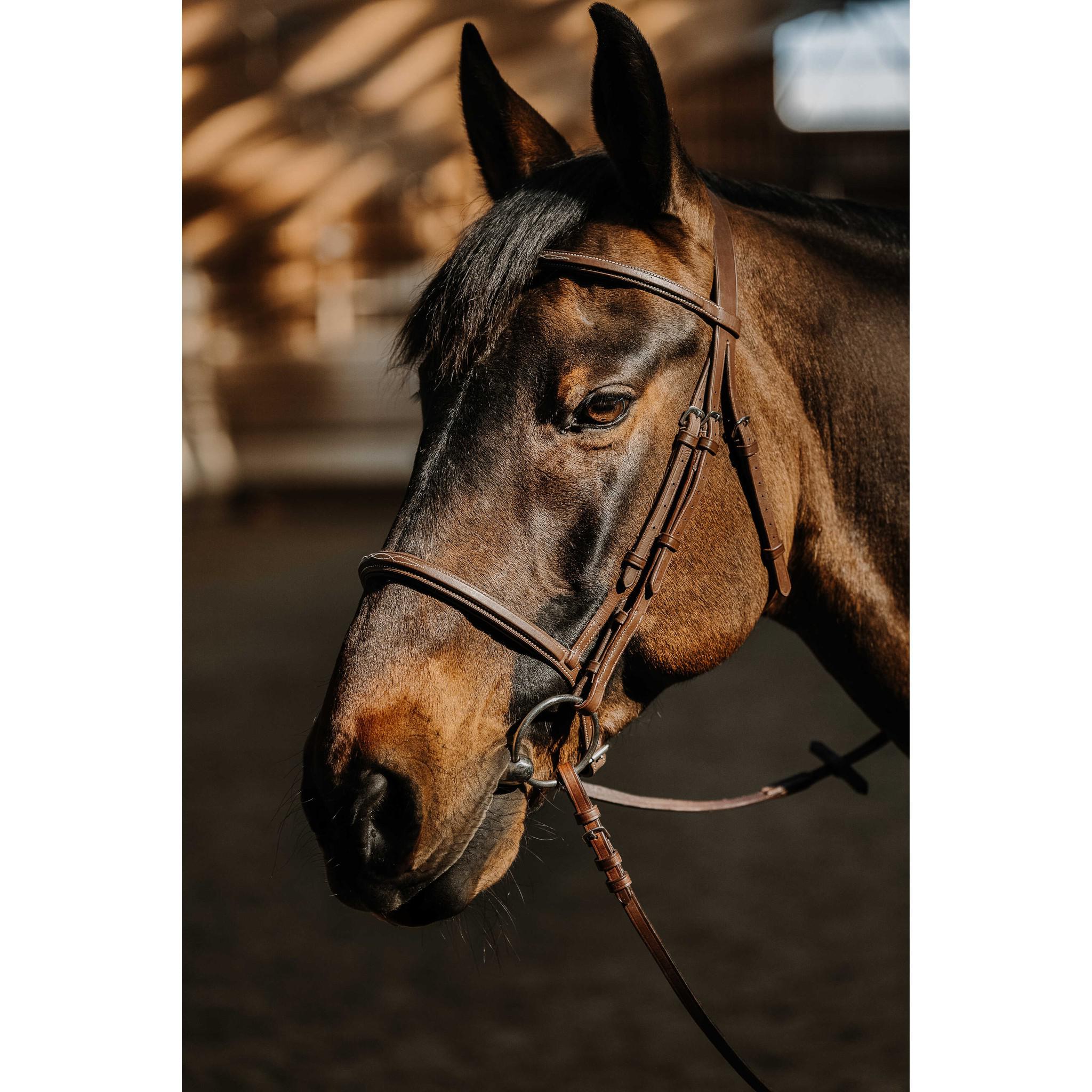 Norton Pro Hunter Soft Bridle Havana 301818318