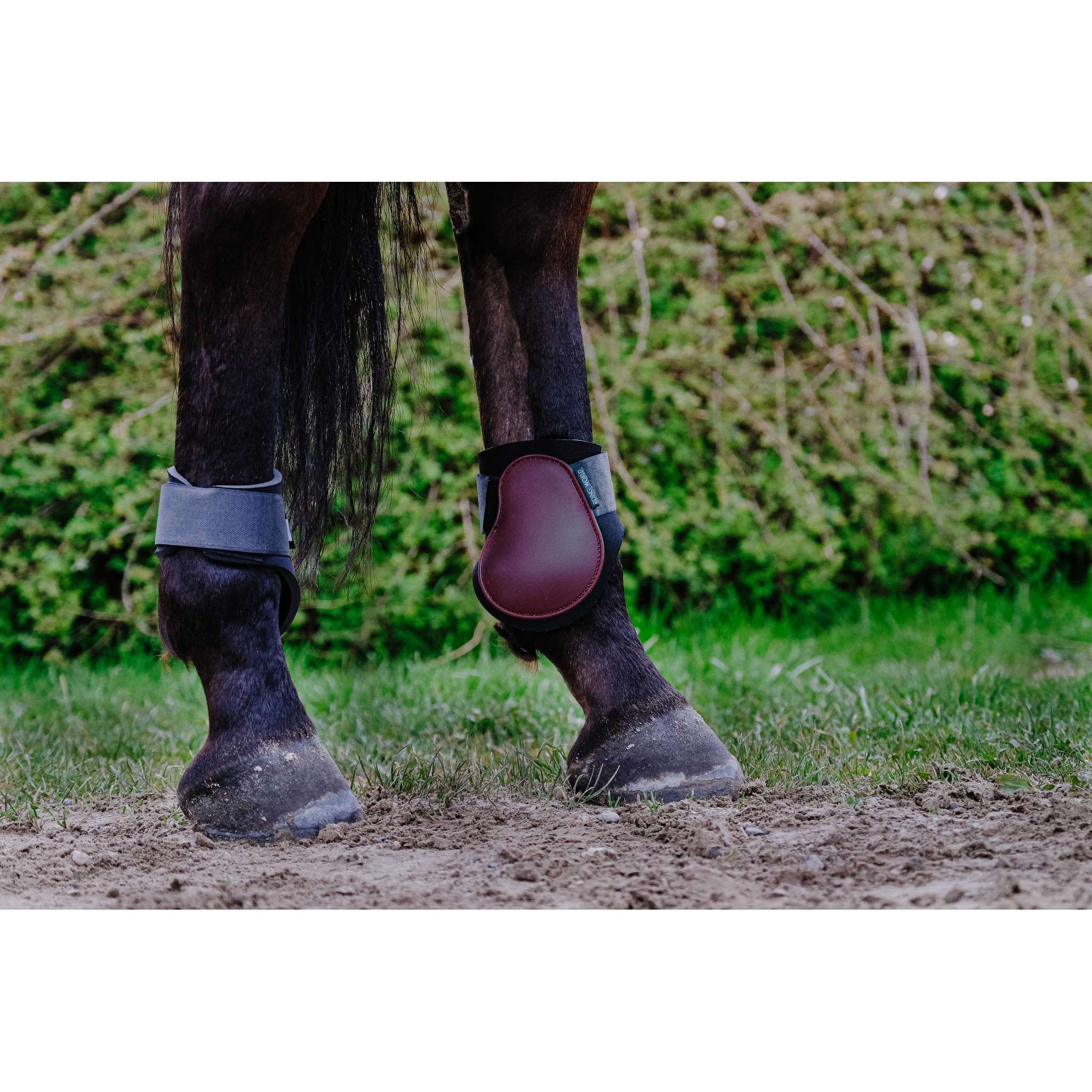 Riding World Fetlock boots Burgundy 530122033