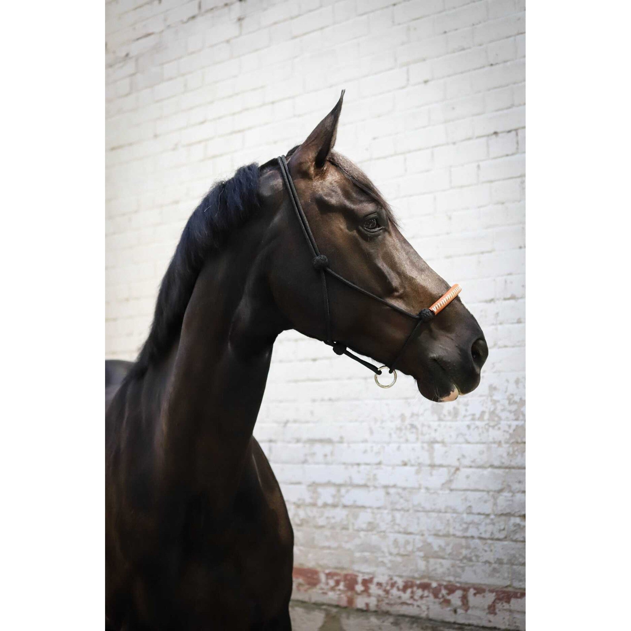Pénélope American Rope halter Black 510901302