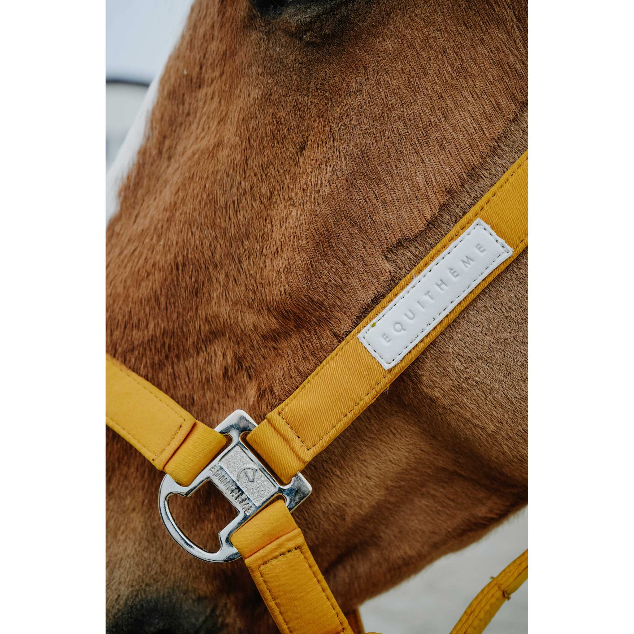 EQUITHEME Opal Halter Yellow - 510276110_ambi_1
