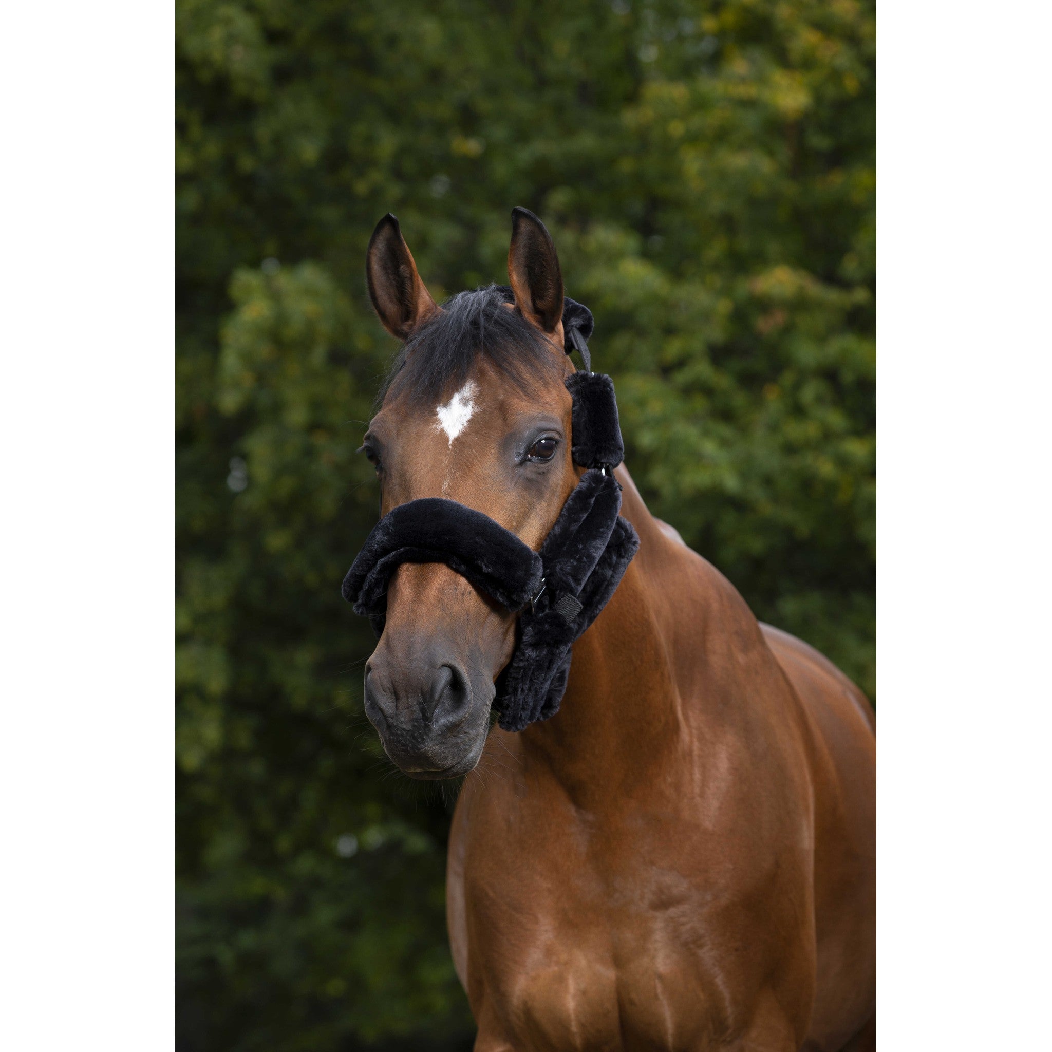 EQUITHÈME Teddy Halter Set Black - 207500102_ambi_1