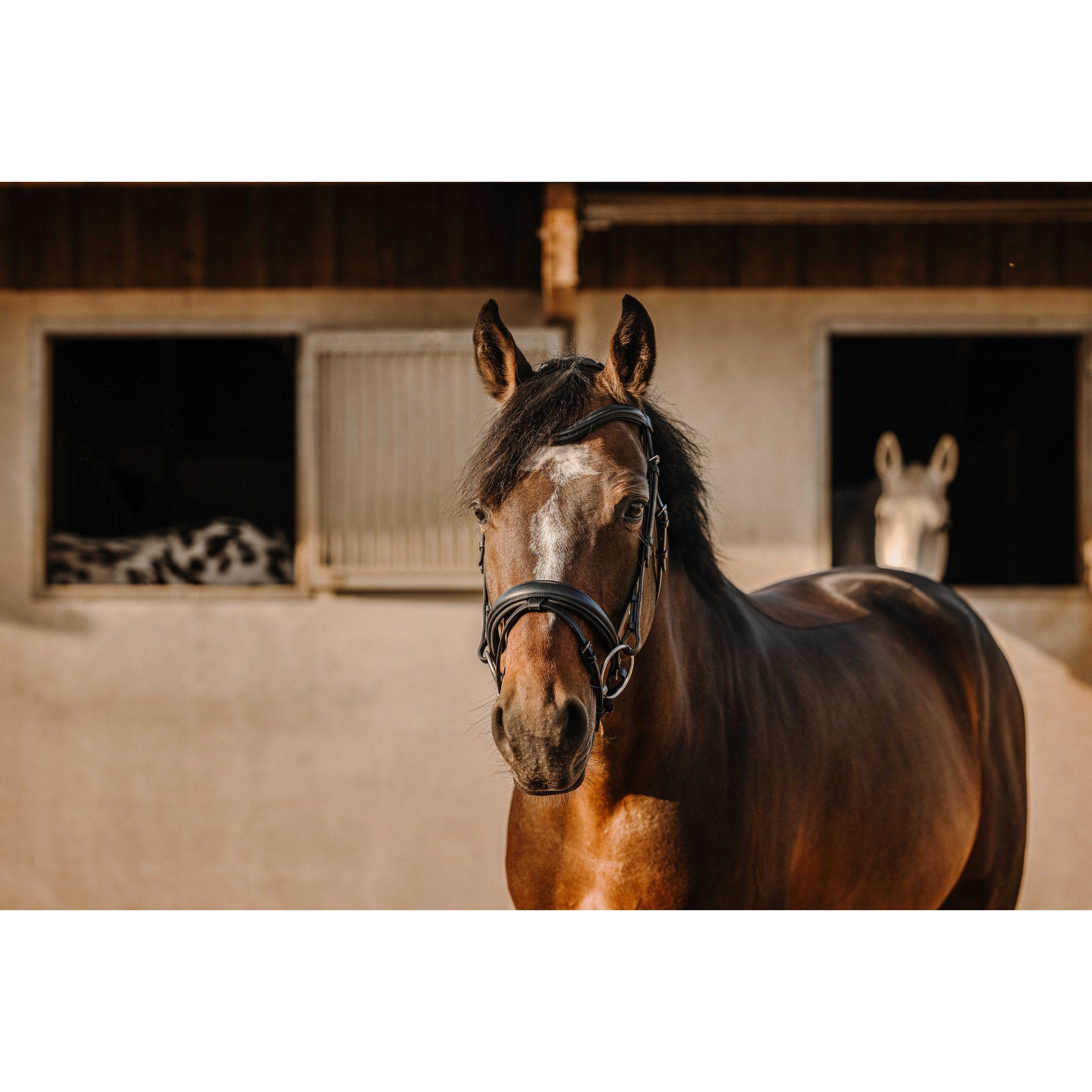 Éric Thomas Bat Bridle Black 301909302