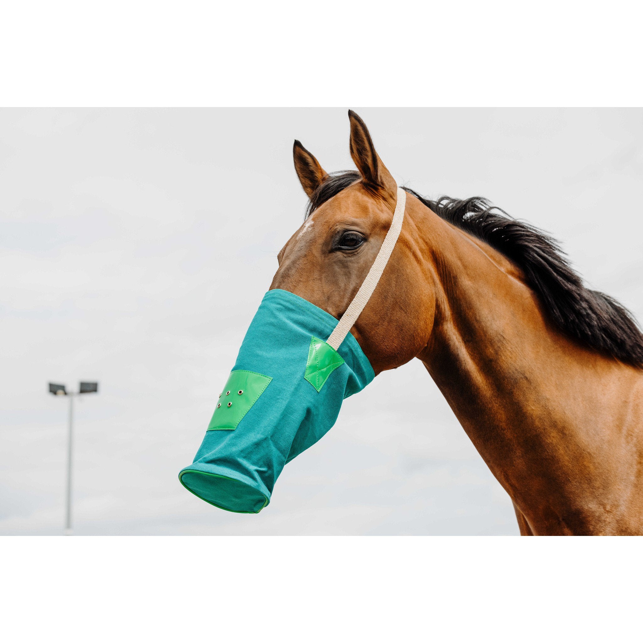 Hippo-Tonic Feed bag canvas Green 306763