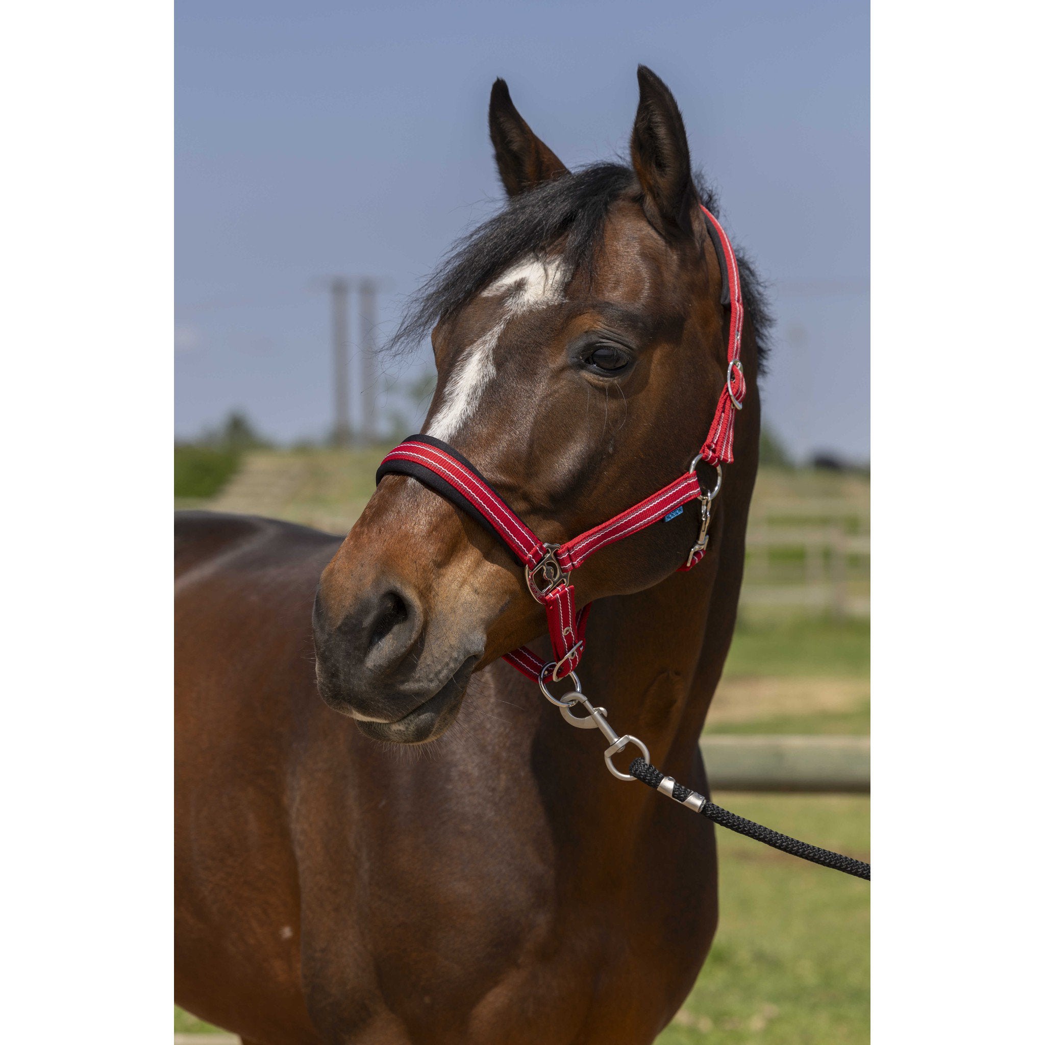 Norton 4lines Halter Red 510246303