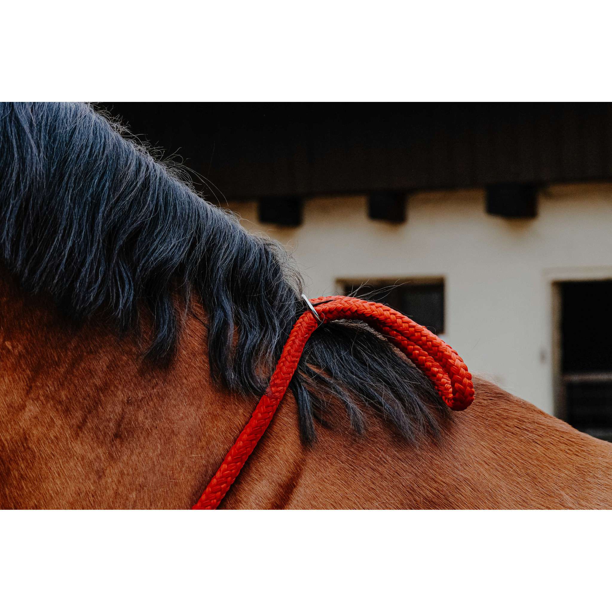 Norton Ethological Collar Red 520990003