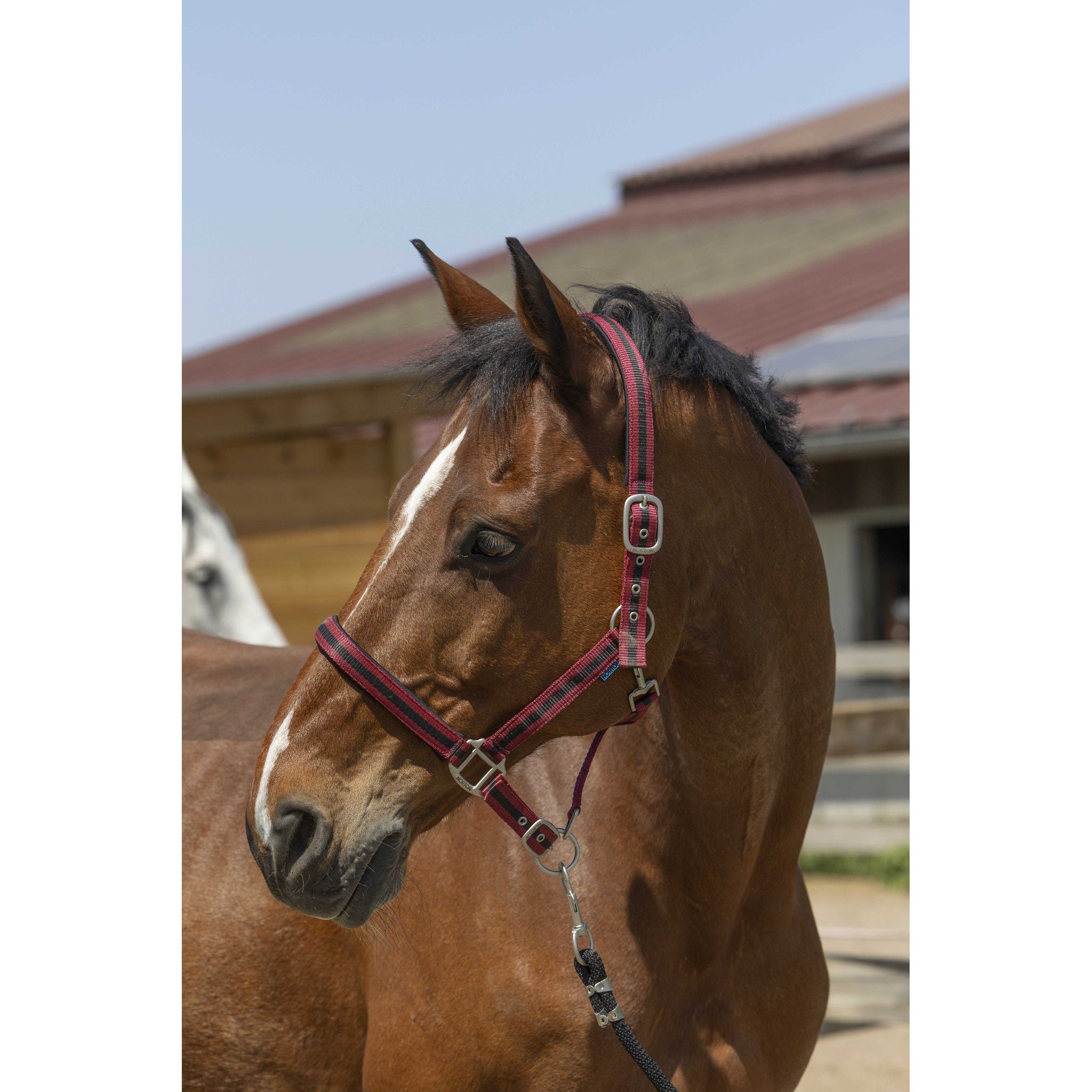 Norton Satine Halter Burgundy/black 510248339