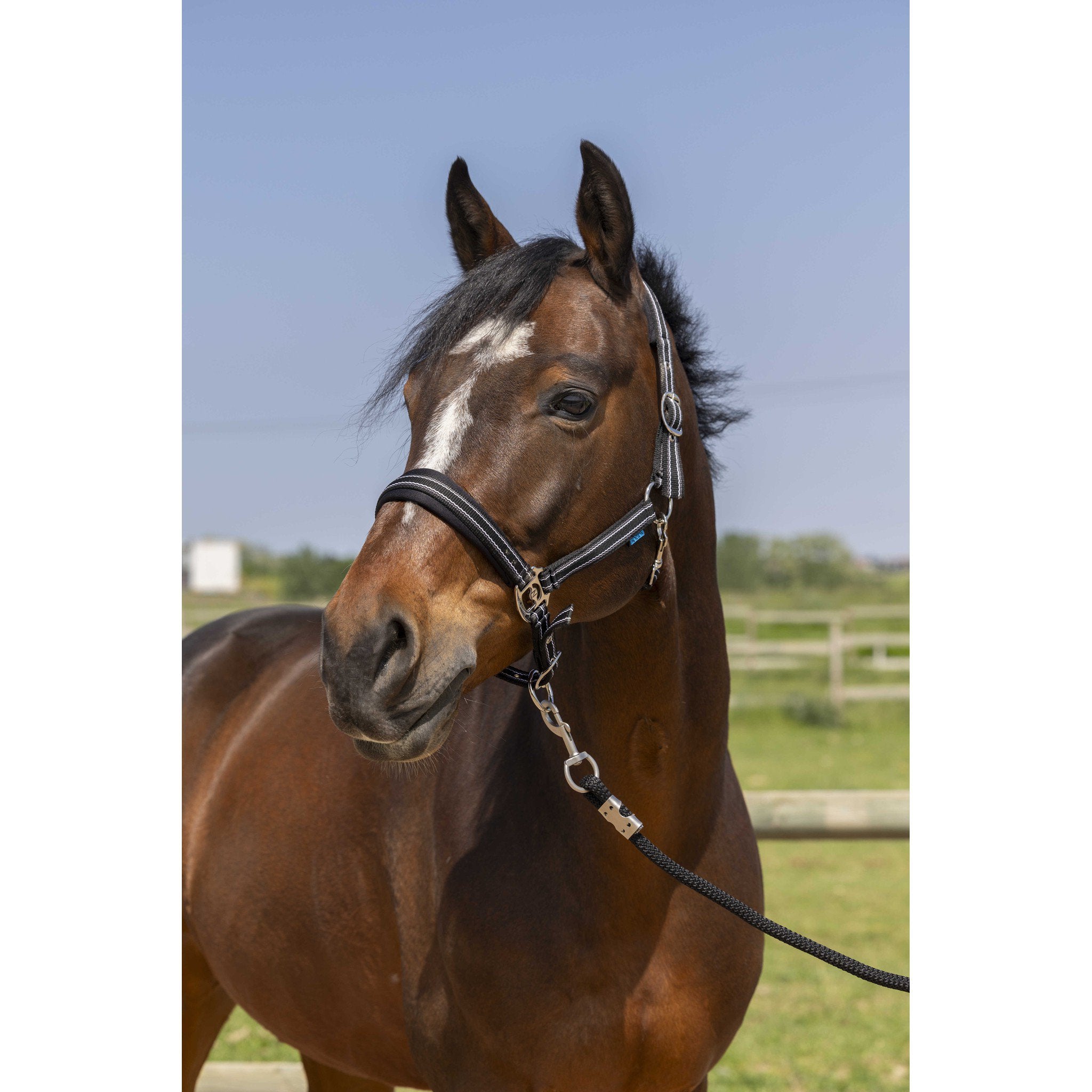 Norton 4lines Halter Black 510246302