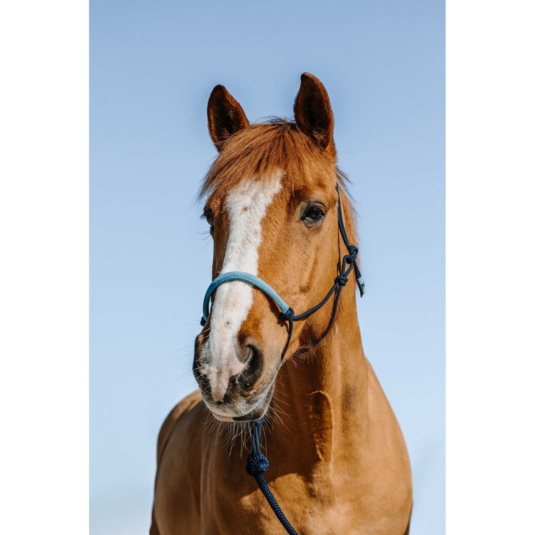 Norton Suede Rope Halter and Lead Set Navy/blue 510270706