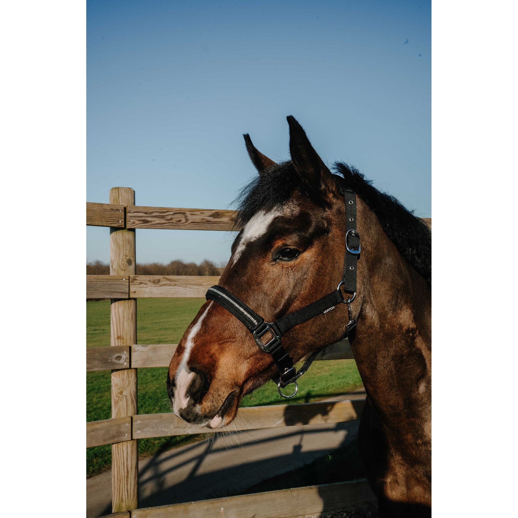 NORTON Crystal Halter Black - 510278302_ambi_1