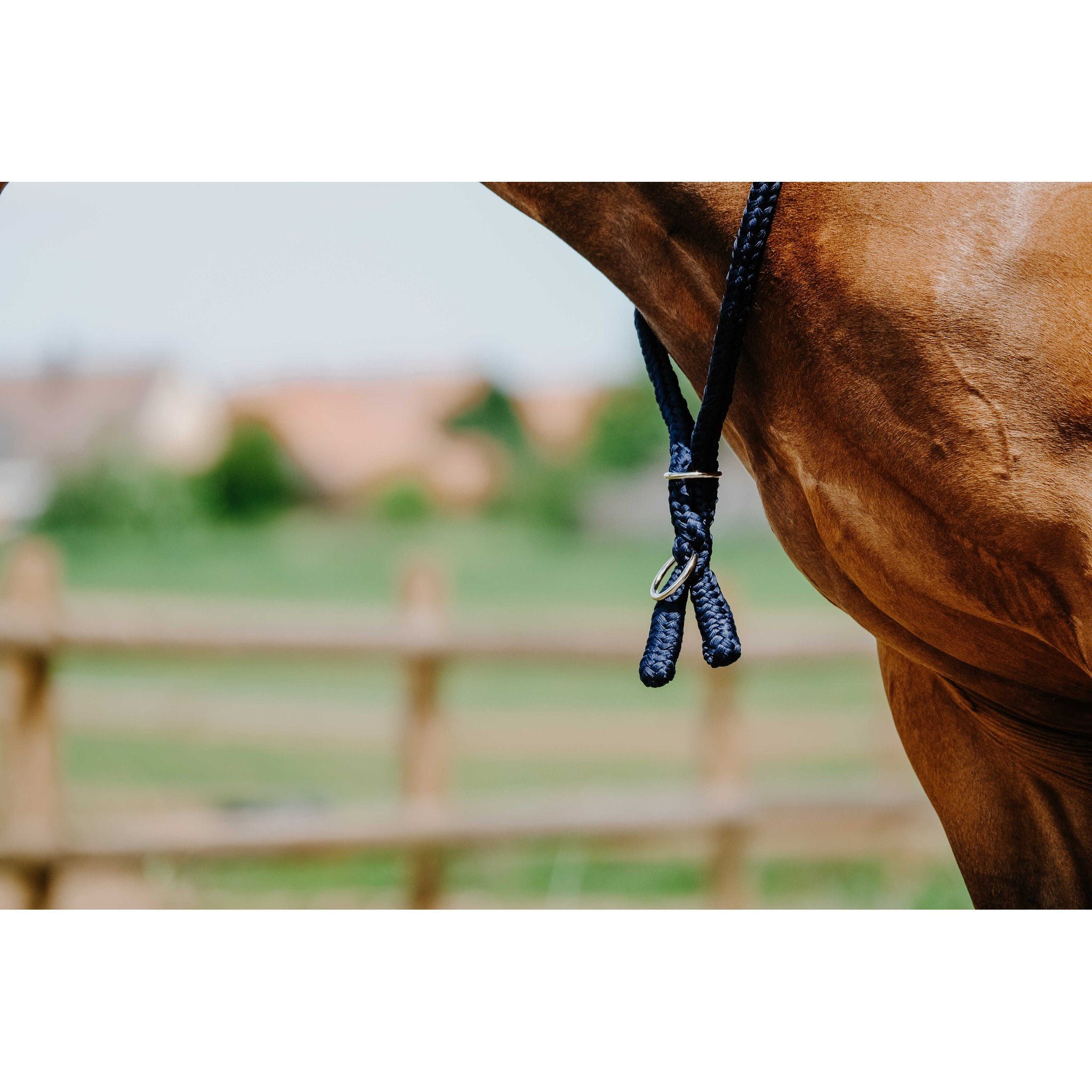 Norton Ethological Collar Navy blue 520990007