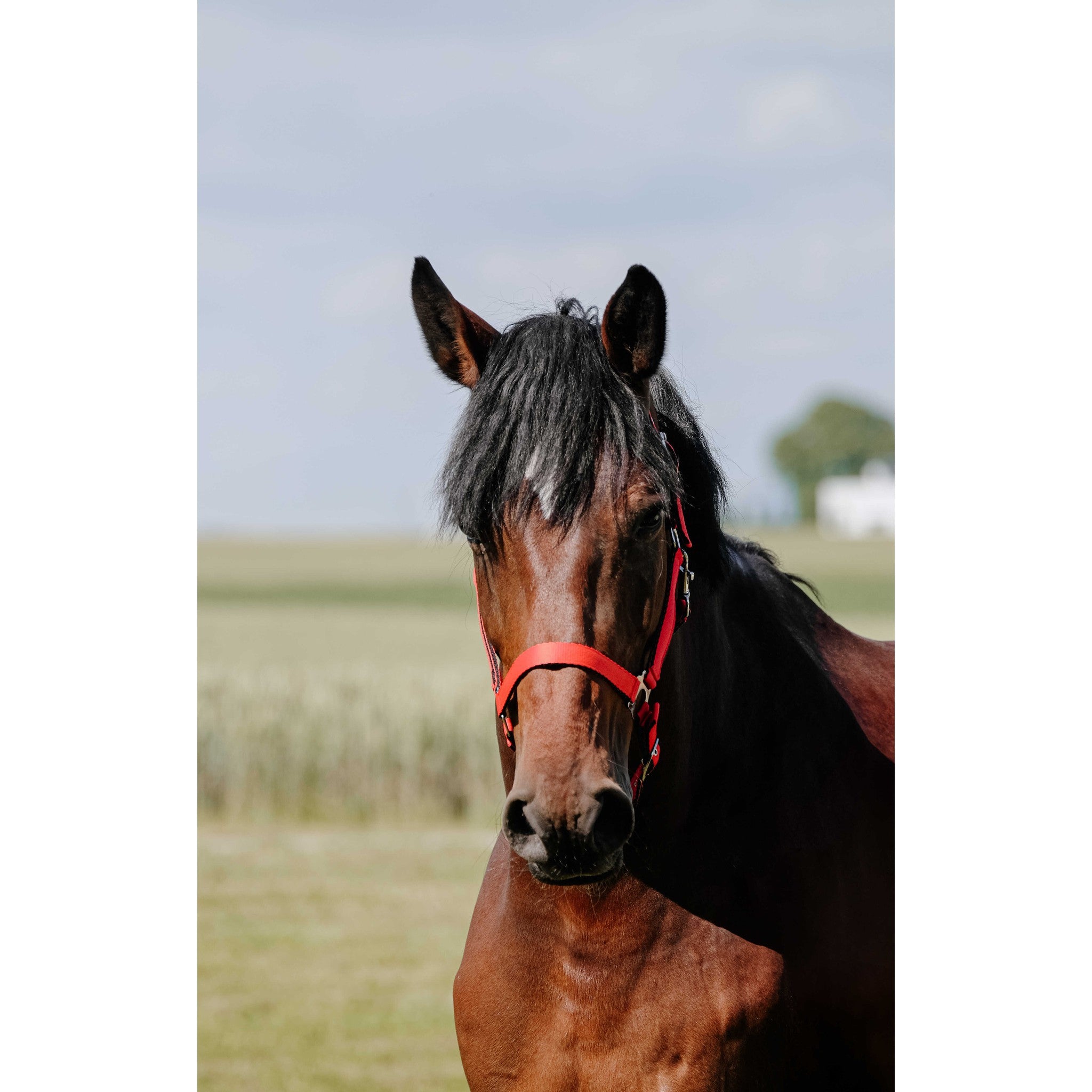 Riding World Cushion Halter Red 510258303