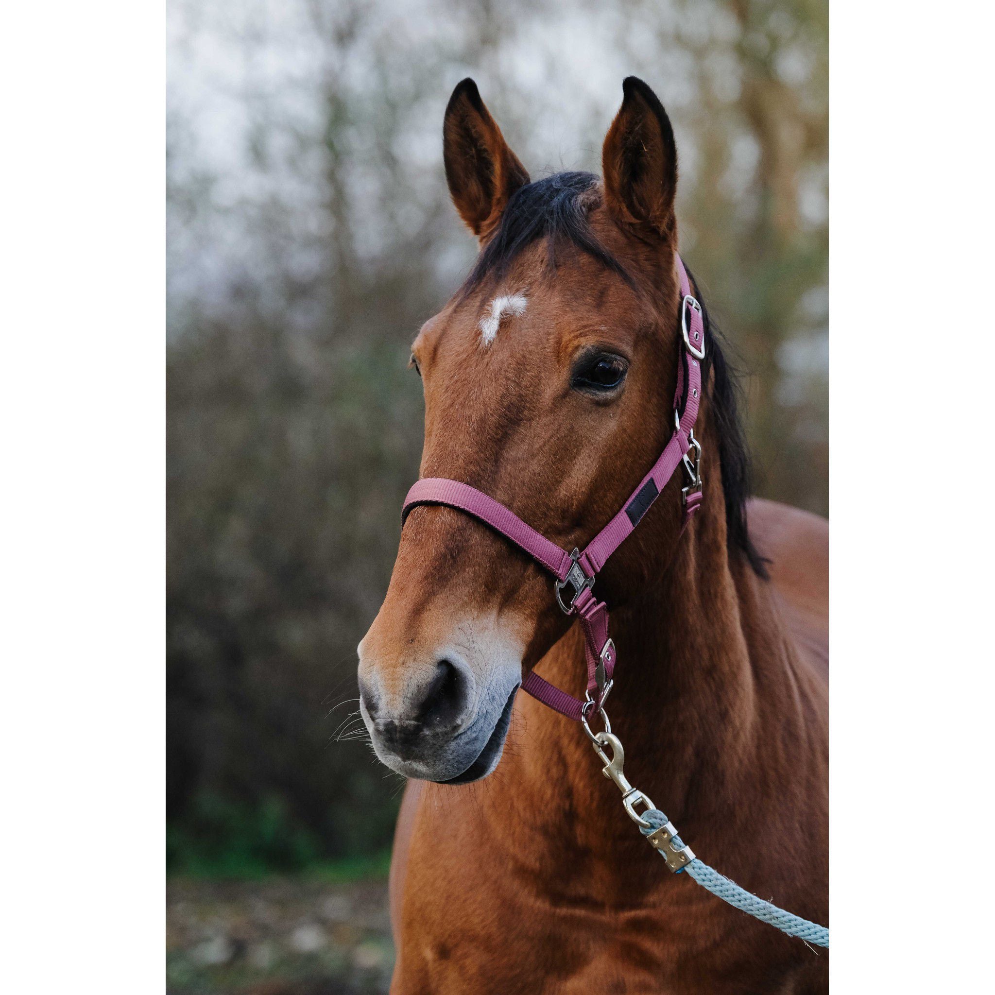 EQUITHÈME Spring Halter Pink 510257013