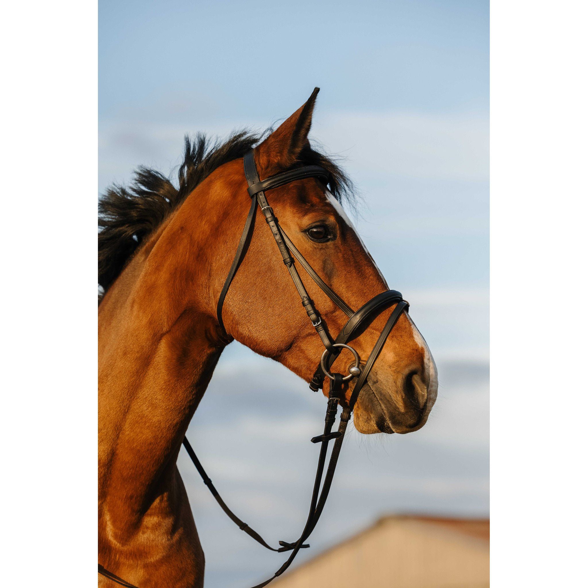 Riding World Bridle with a combined noseband Black 301009302