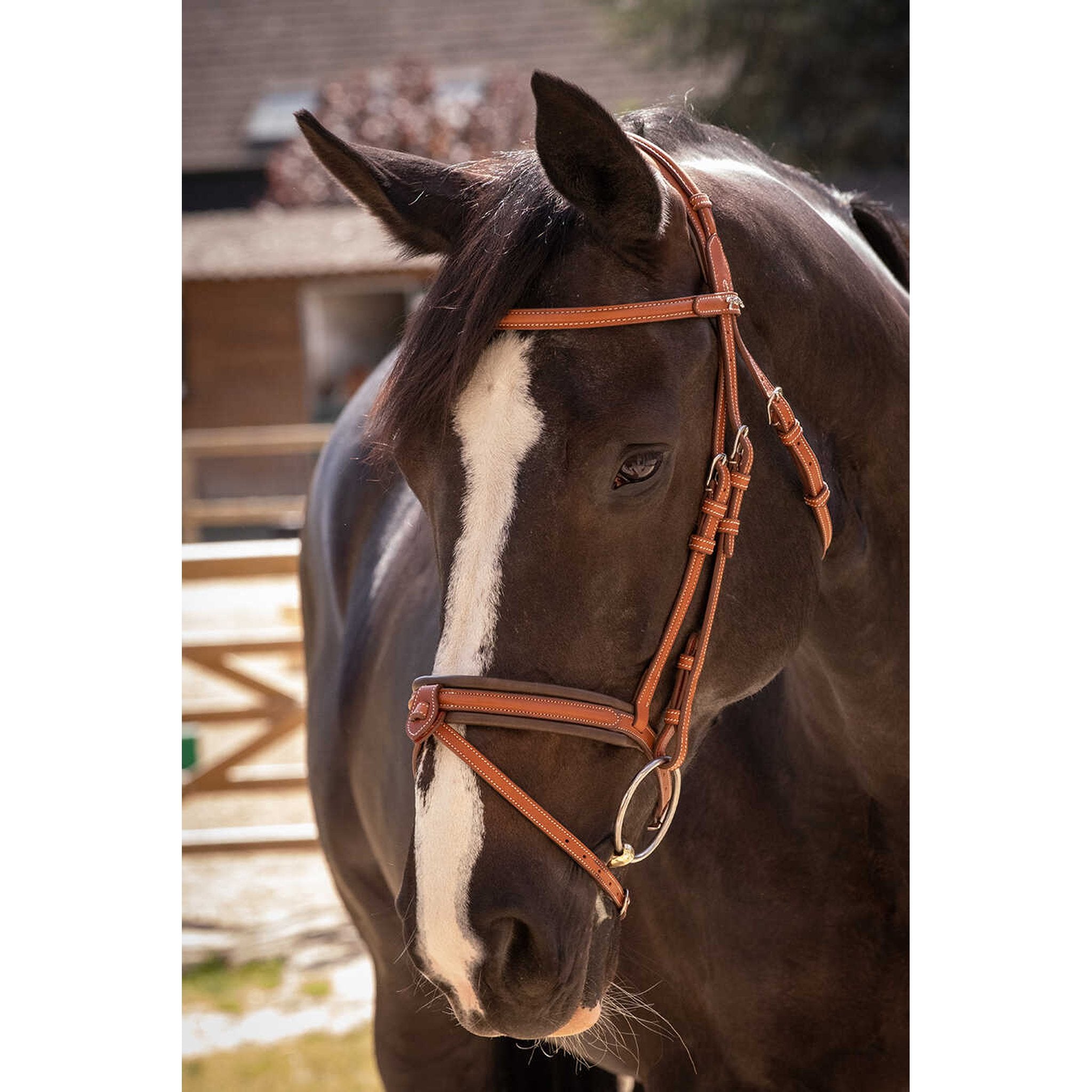 Penelope Elegance Bridle Cognac - 301605314_ambi_5