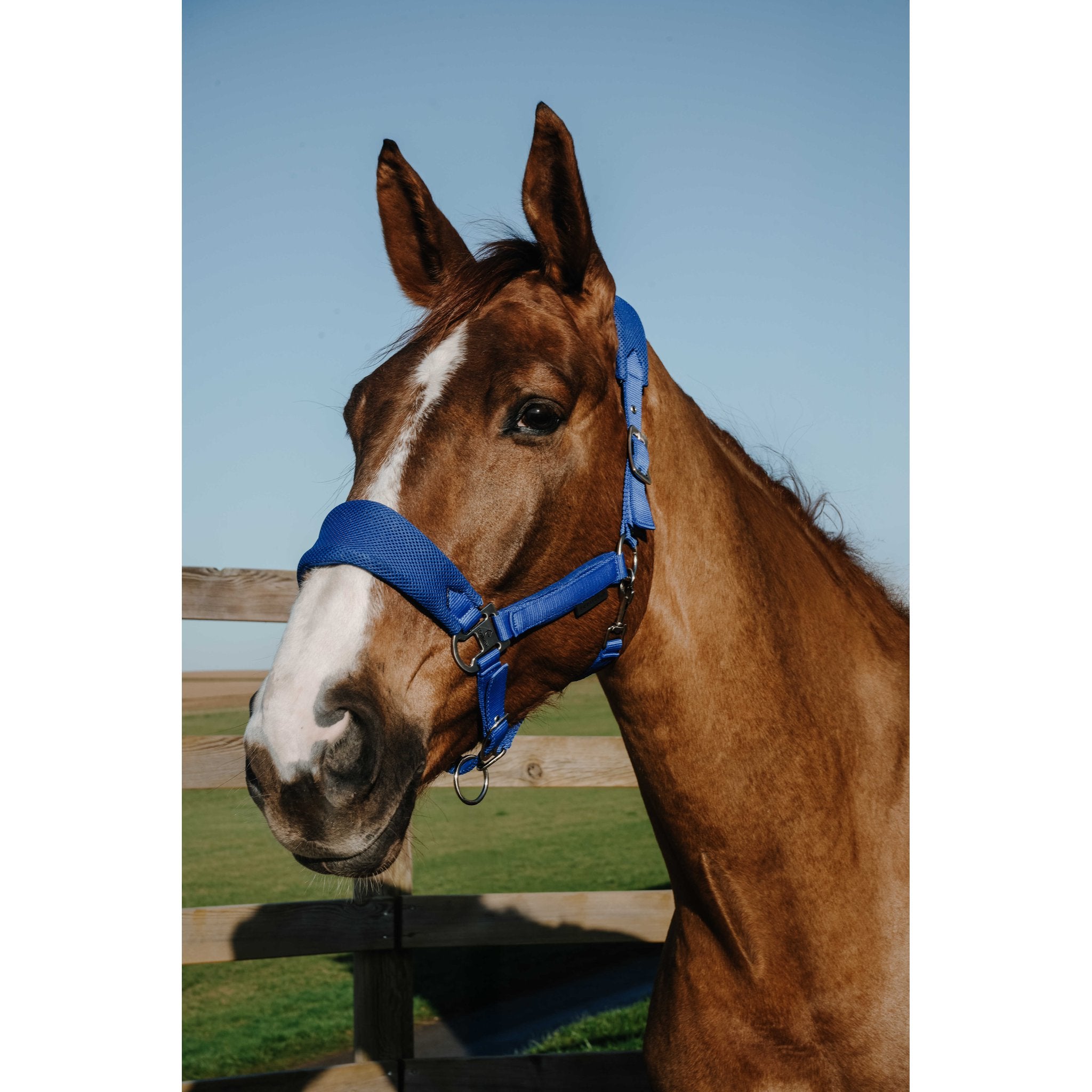 EQUITHÈME BREEZE Halter Royal blue - 510294306_ambi_1