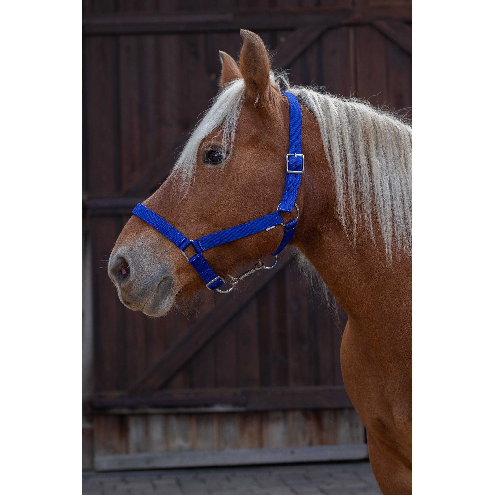 Norton Pro Draught Horse Halter Royal blue 510194006