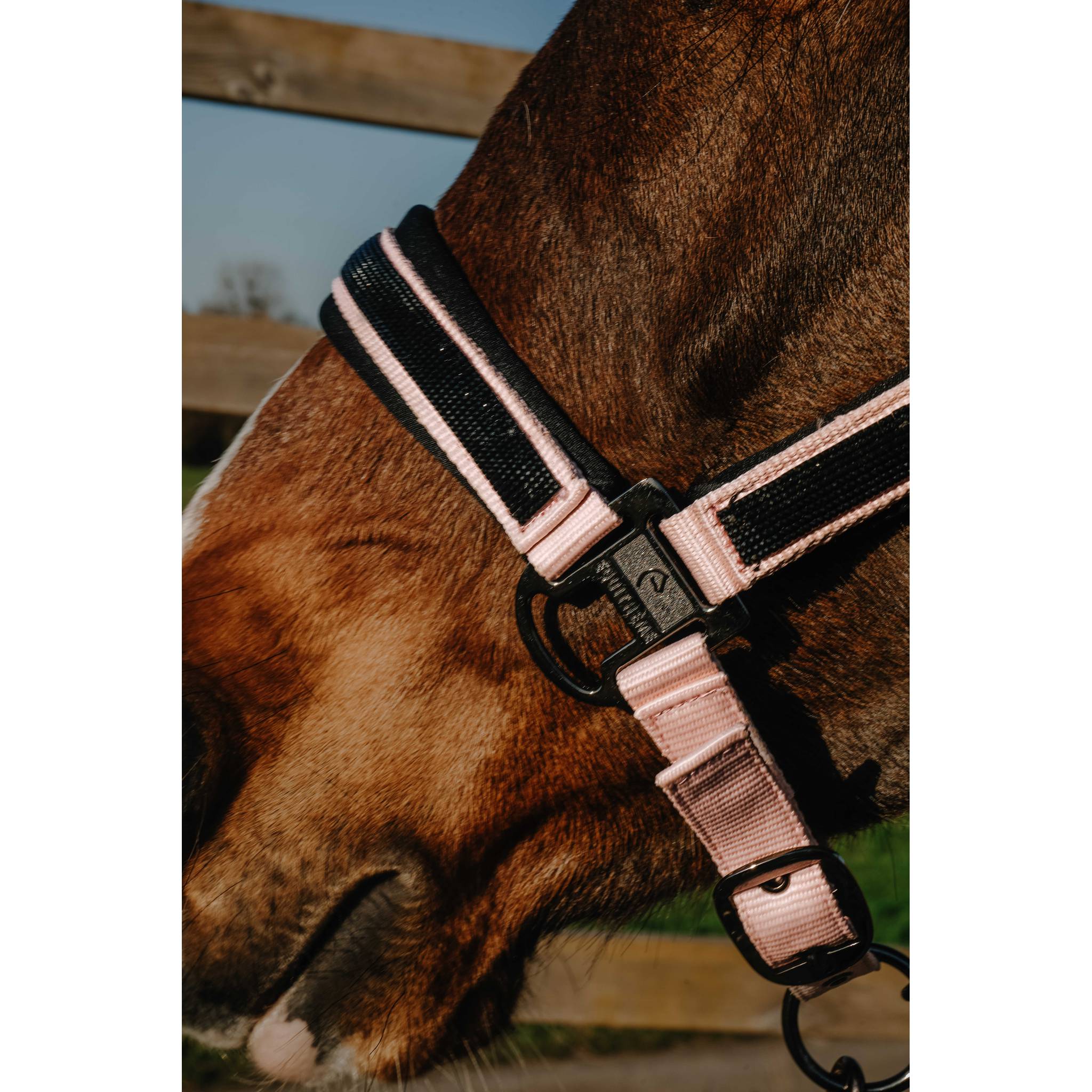 EQUITHÈME Strass Halter Pink - 510250313_ambi_1