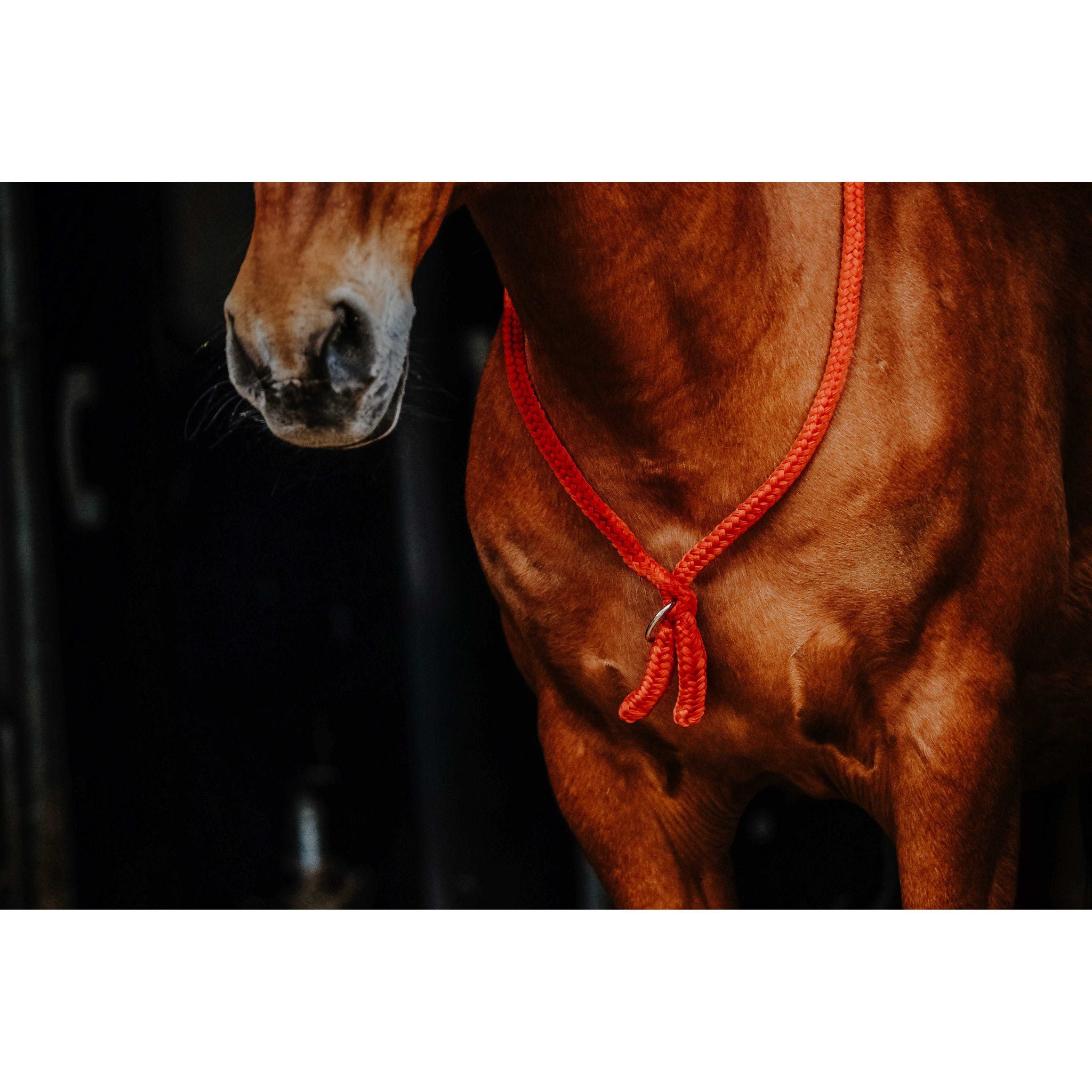 Norton Ethological Collar Red 520990003