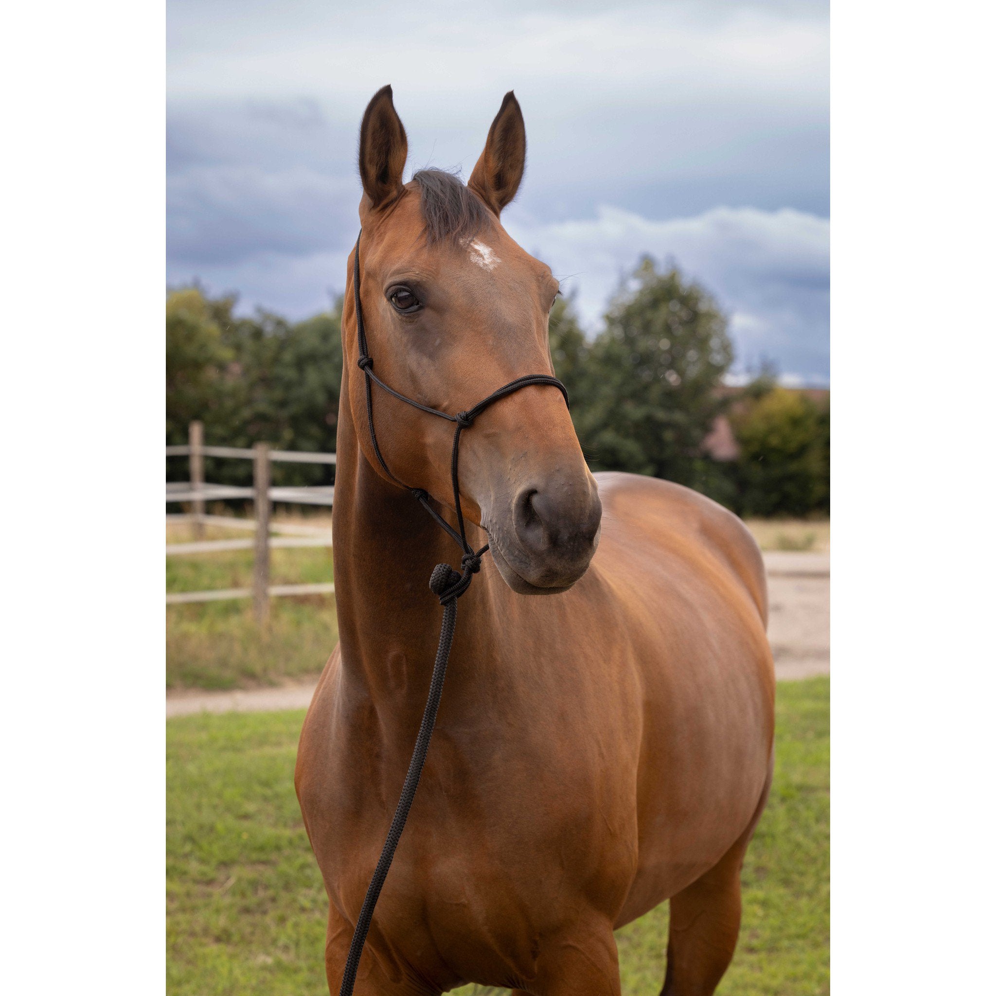 Norton Soft ethological halter Black 510156002