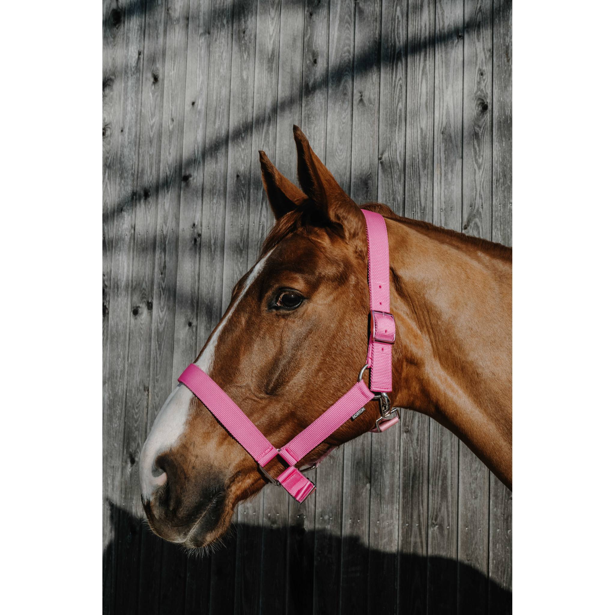 NORTON Halter - Extra Pink - 510342313_ambi_1