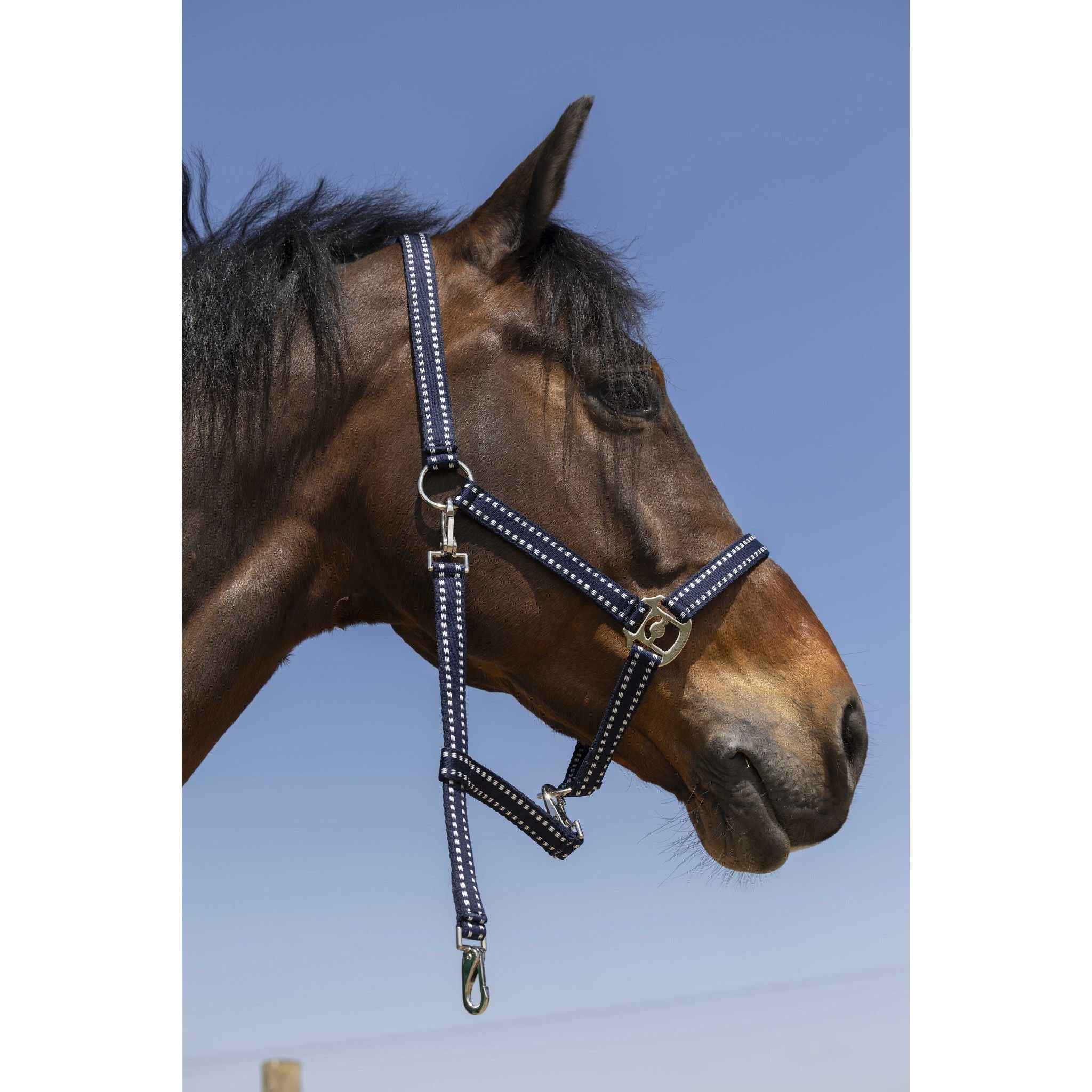Norton Grooming Halter Navy blue 510245307