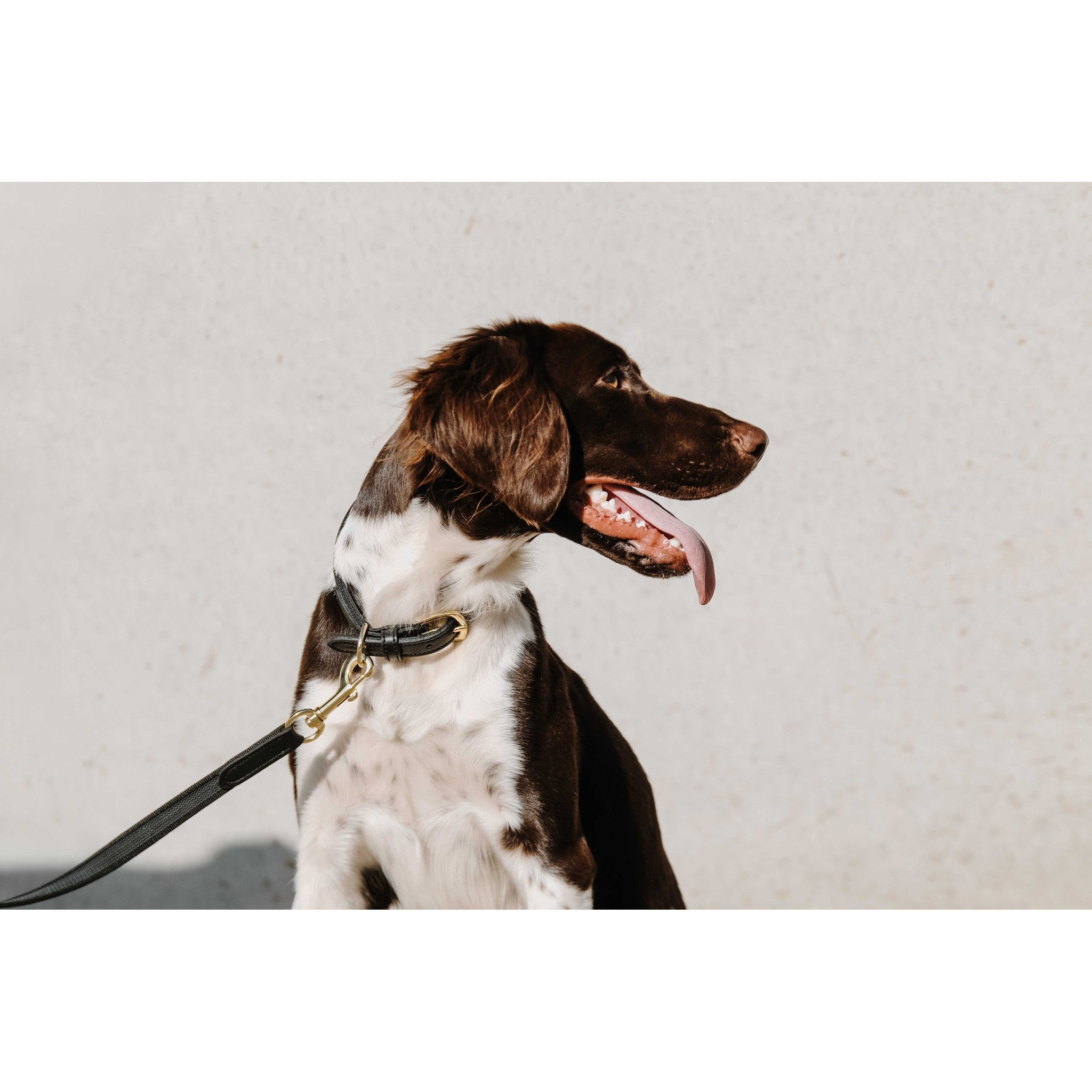 EQUITHÈME Nala Dog Collar Black 409051250