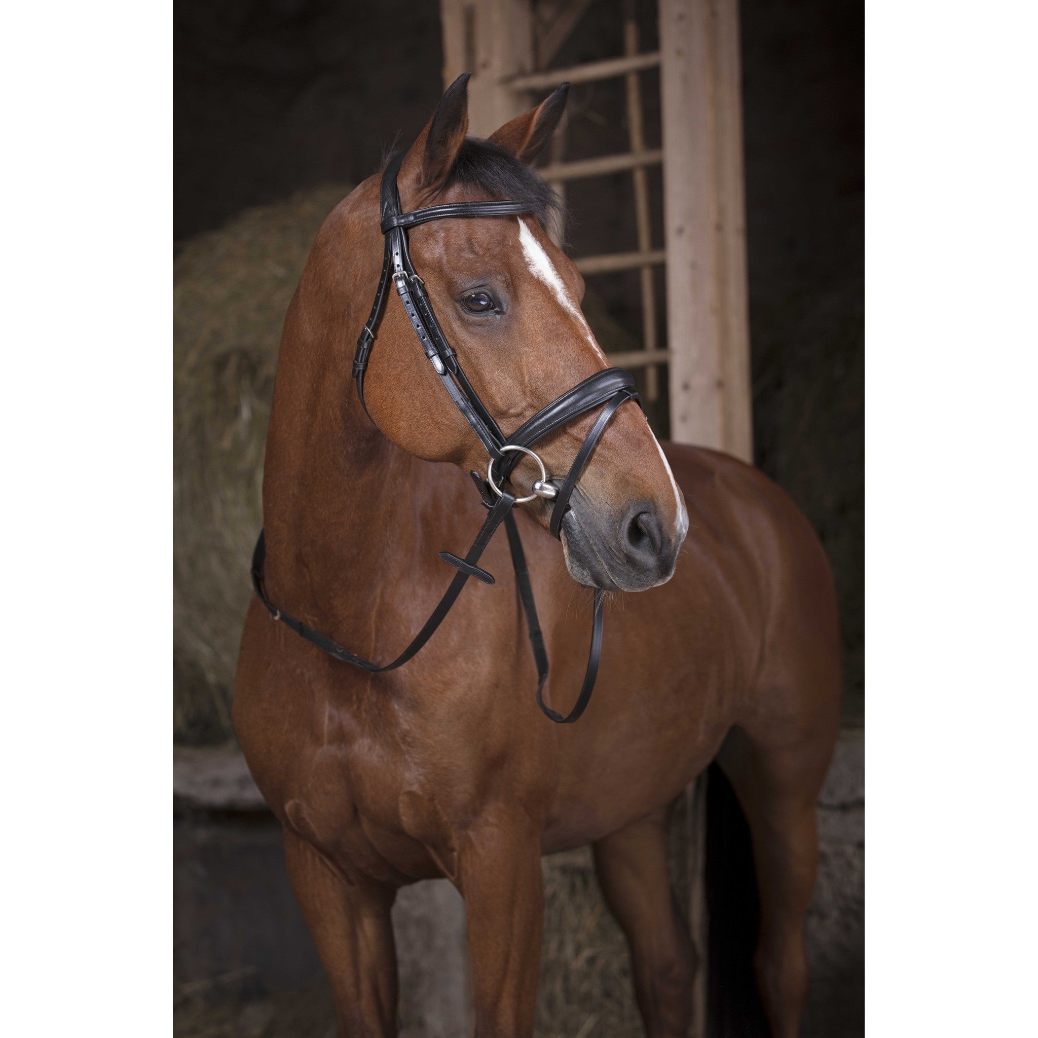 Web Reins Norton Pro Black 305633302